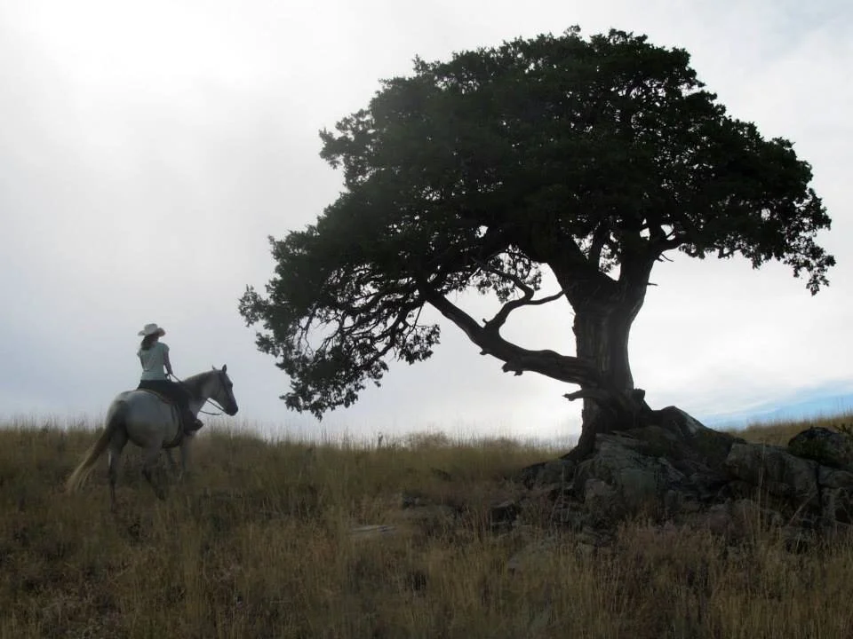 Rosie and the Magic Tree, October