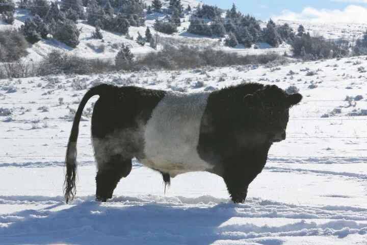 Lewis the Bull, December