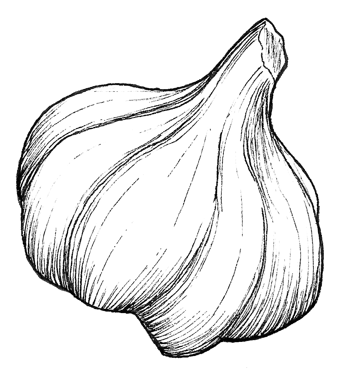 Antelope Creek Garlic