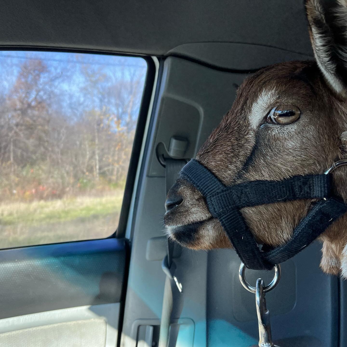 Fawn is the G.O.A.T!  She caught a little scenery today on her way to the vet for a simple procedure. Big day for this little gal!
#goatlove #goatrescue #goatsofinstagram #goatsanctuary #animalrescue #animalwelfare #farmsanctuary #michiana #ftw