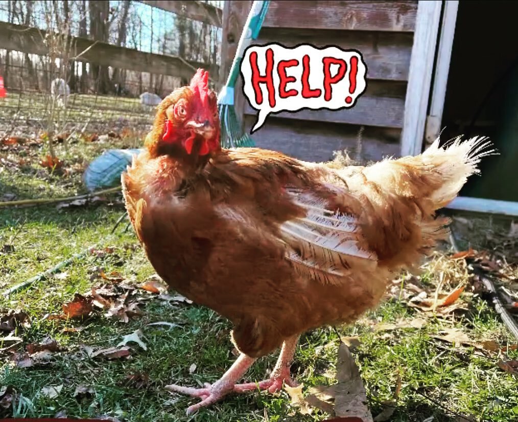 Rosie needs a sweater! Despite our efforts, her feathers haven&rsquo;t fully grown in and she&rsquo;s feeling the chill 🥶 Who can help her stay warm this winter?