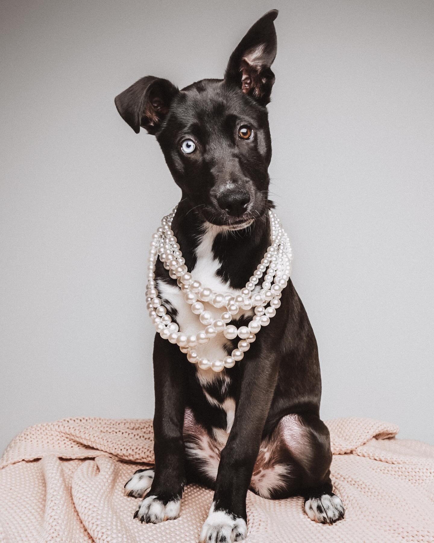 Did somebody say treat? 🐶 📸 

Book a lux photo shoot experience for your fur baby today! 💕

Link in bio 

#studio1000 #petphotography #dogphotography