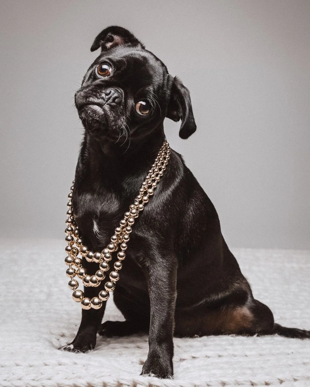 When you hear someone say 'treat' but you're not sure if they meant it 🐾👀 

#PugLife #DidSomeoneSaySnack #StudioSession #PetPhotography