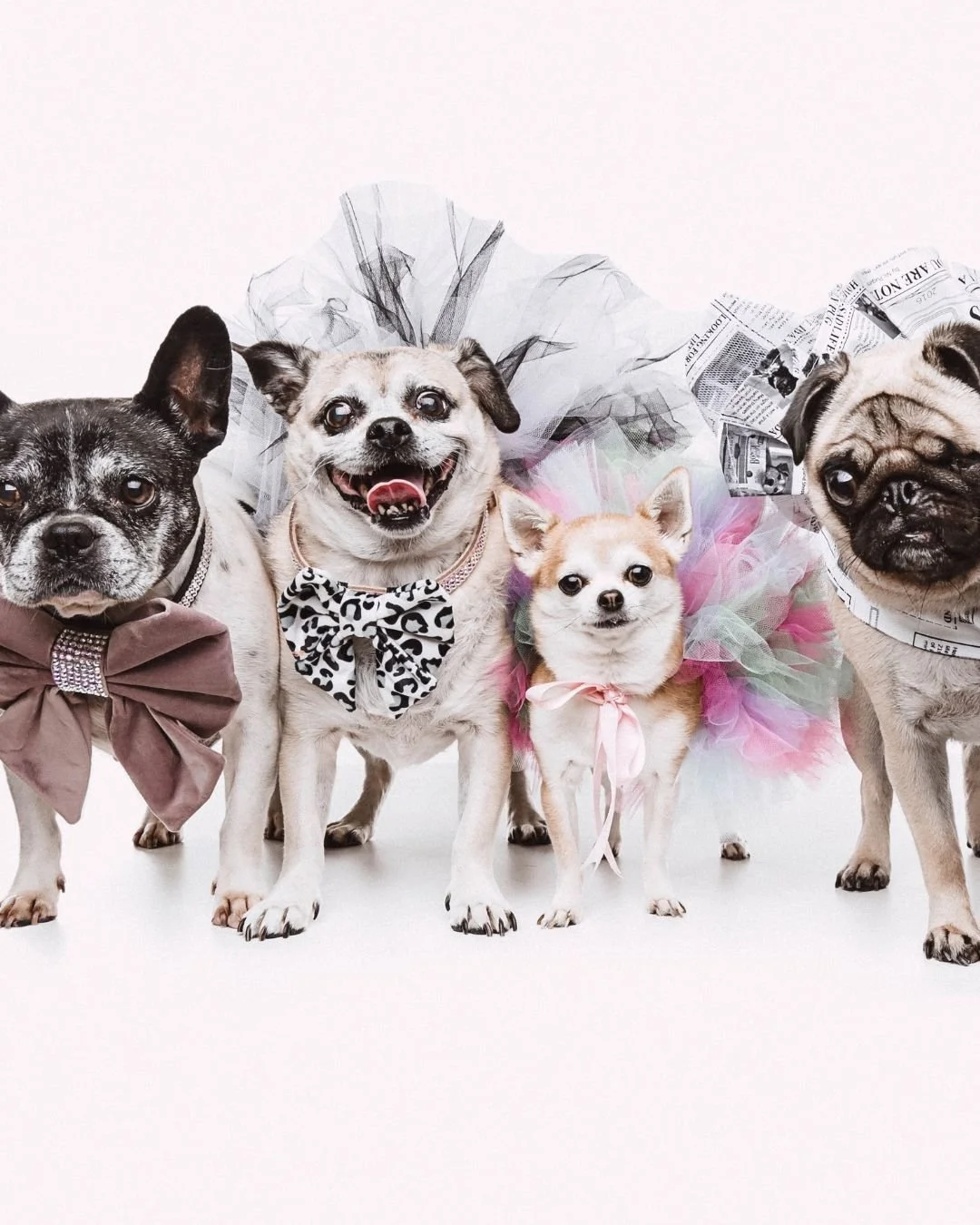 Happy #WorldAnimalDay from our pack to yours! 🐕💛Today we celebrate the furry friends who make life a whole lot brighter (and a little furrier 🐶). Here&rsquo;s to sloppy kisses, happy zoomies, and the unconditional love only an animal can give.

#D