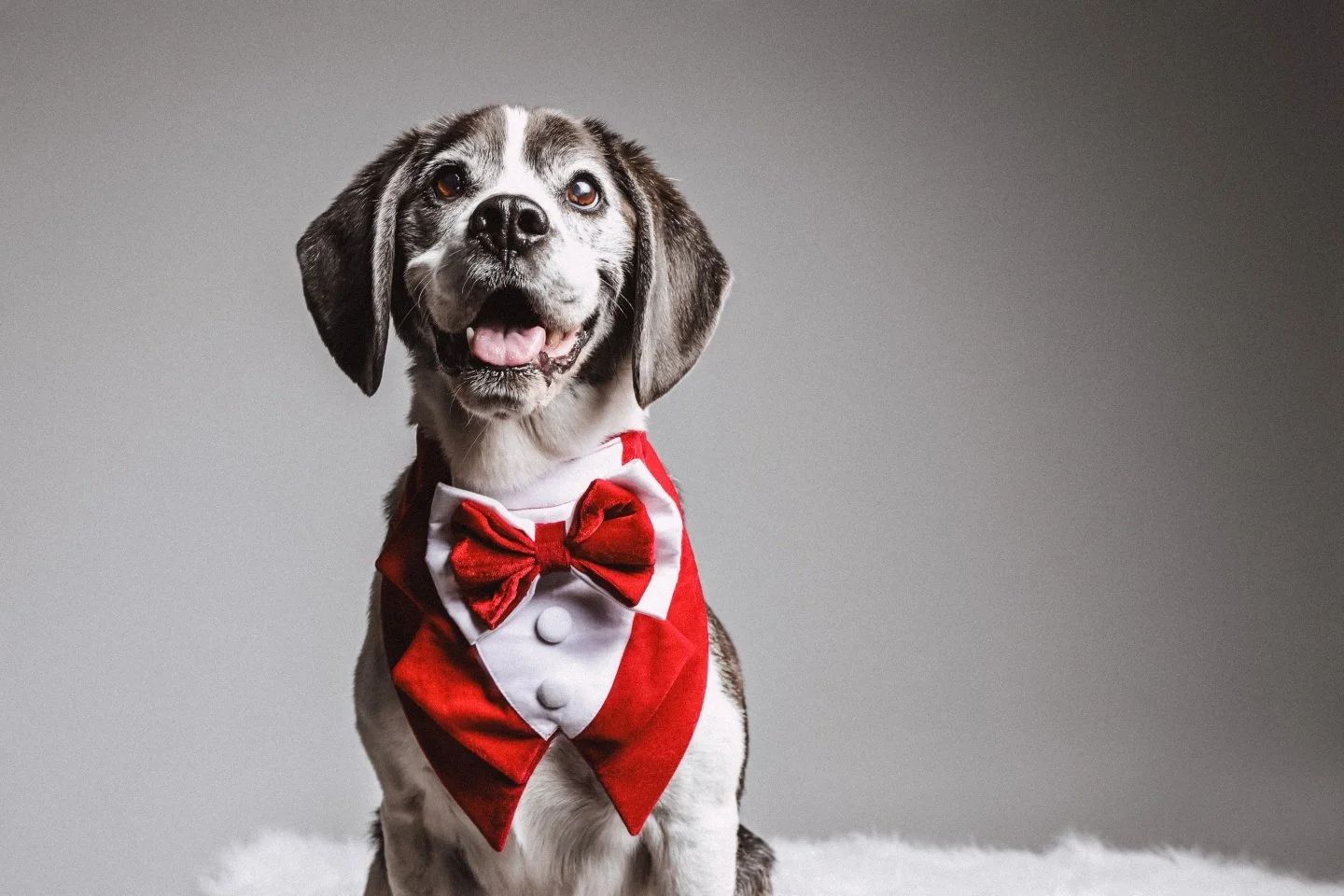 🐾Meet the adorable Benson and Tilly,  all dressed up in our very own Studio1000 wardrobe and accessories! Studio1000 is Sydney&rsquo;s only studio offering complete pet photography and styling, so your pets can shine in every shot. ✨

Let&rsquo;s ca