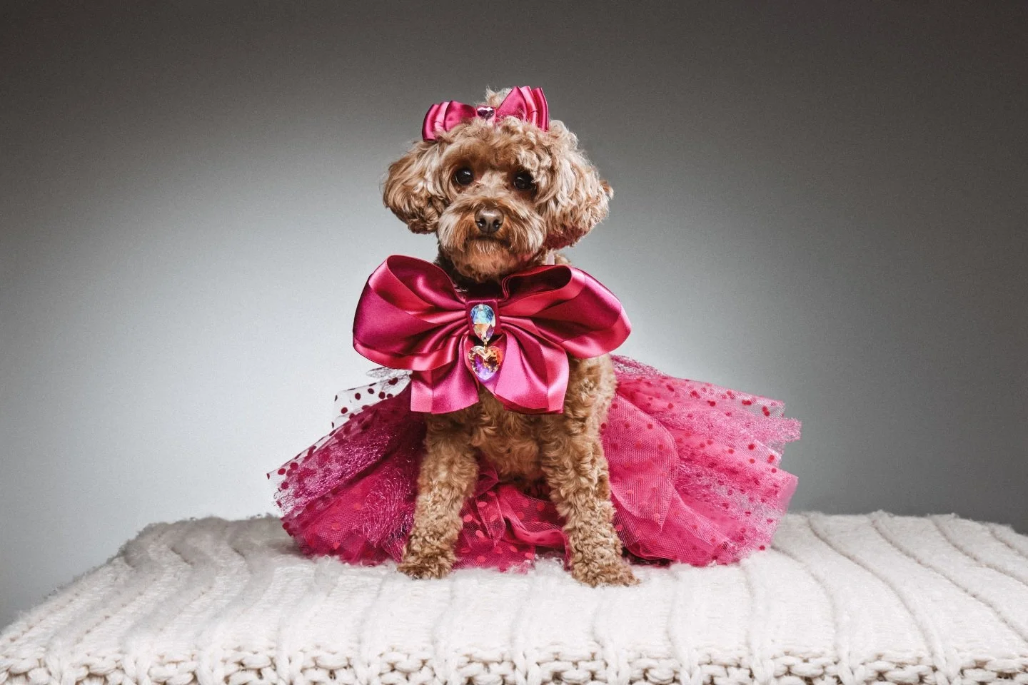 🌈 Meet Ella: the pup who proves fashion knows no species! @miss_ella_cavoodle 
🐾 From bright prints to bold accessories, she&rsquo;s serving cuteness and style in every outfit. 💖✨

#StylishPup #DogFashion #OOTD #FurryFashionista #PupStyleGoals #Pe
