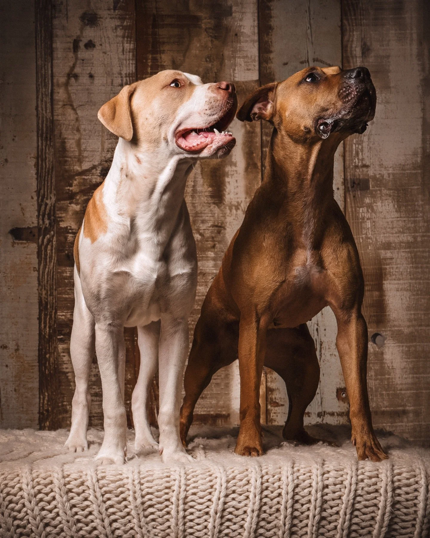 Double the fur, double the fun 🐶🐶✨ Bella and Fysh reminding us why we adore pet sessions at Studio1000📸✨

#PetPhotography #FurBabyPhotoshoot #Studio1000 #PetPortraits #DogsOfInstagram