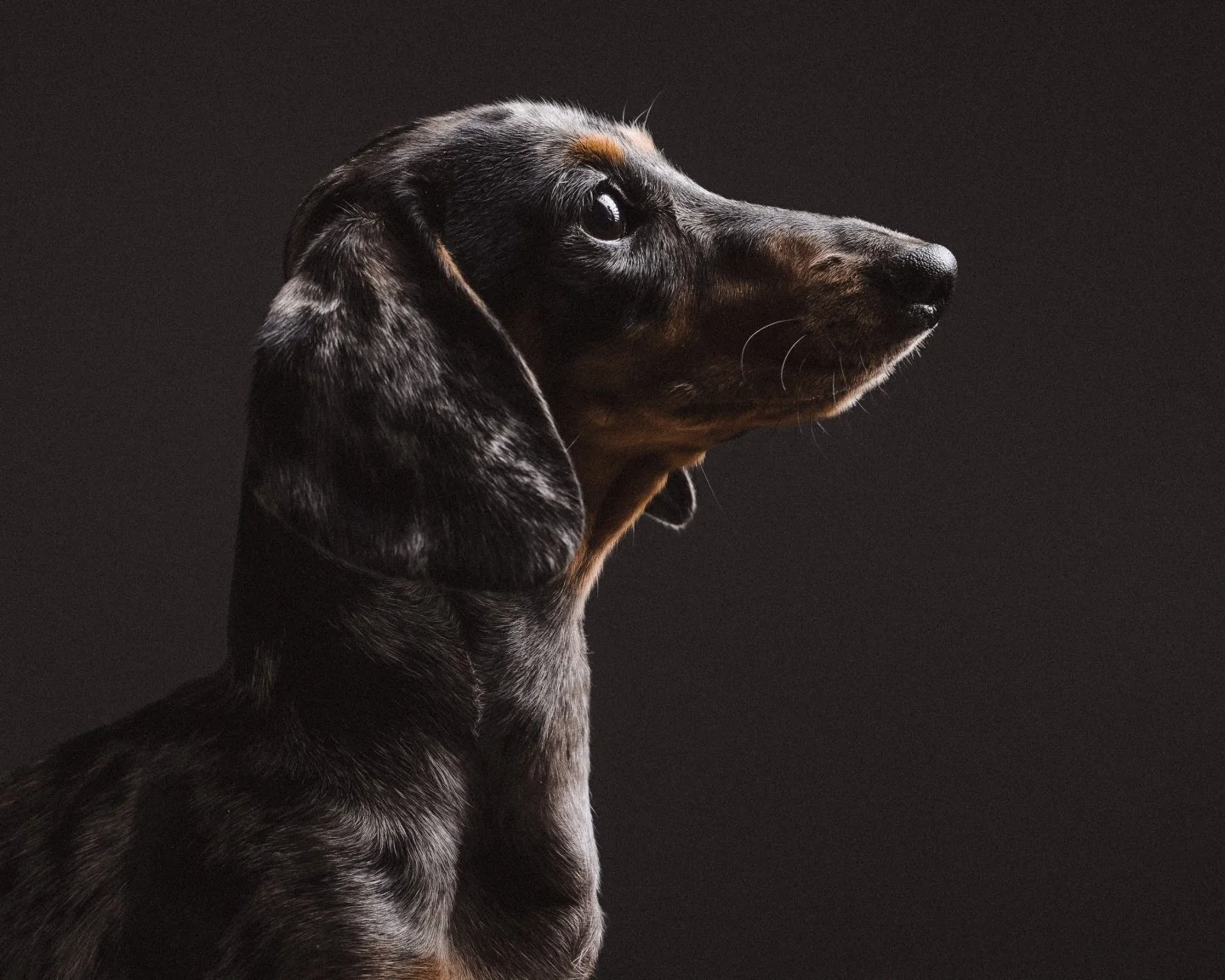 From natural, candid moments to fun outfits and accessories, Studio1000 captures every side of your furry friends! 🐾✨ Whether you want them looking effortlessly adorable or dressed to impress, we&rsquo;ve got the perfect pet photoshoot for every per