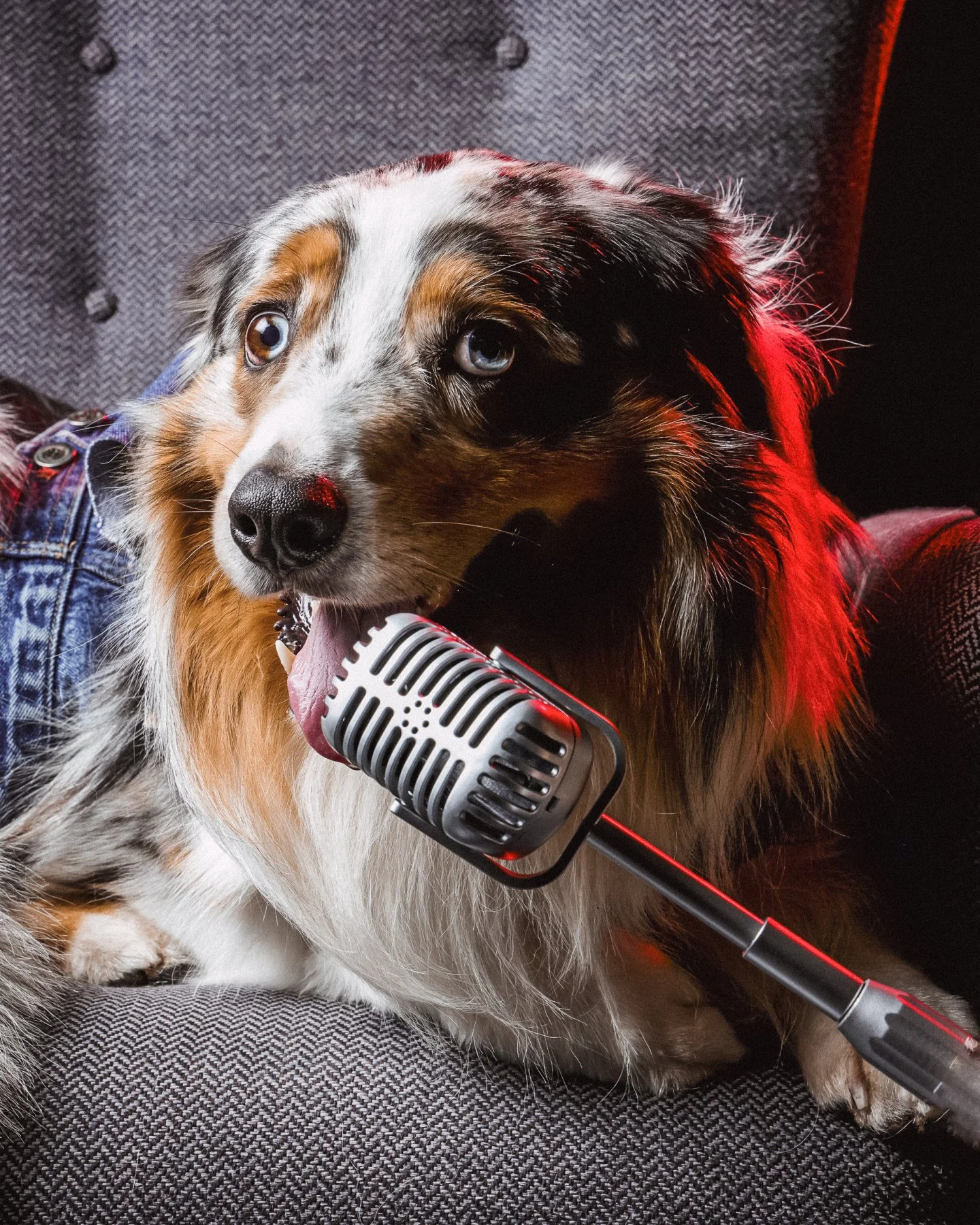 🎤✨ This little legend grabbed the microphone and absolutely owned the photoshoot, proving that talent comes in all shapes, sizes&hellip; and wagging tails. 🐾🎶

And when Spencer isn&rsquo;t busy with dog training? He&rsquo;s singing at metal concer
