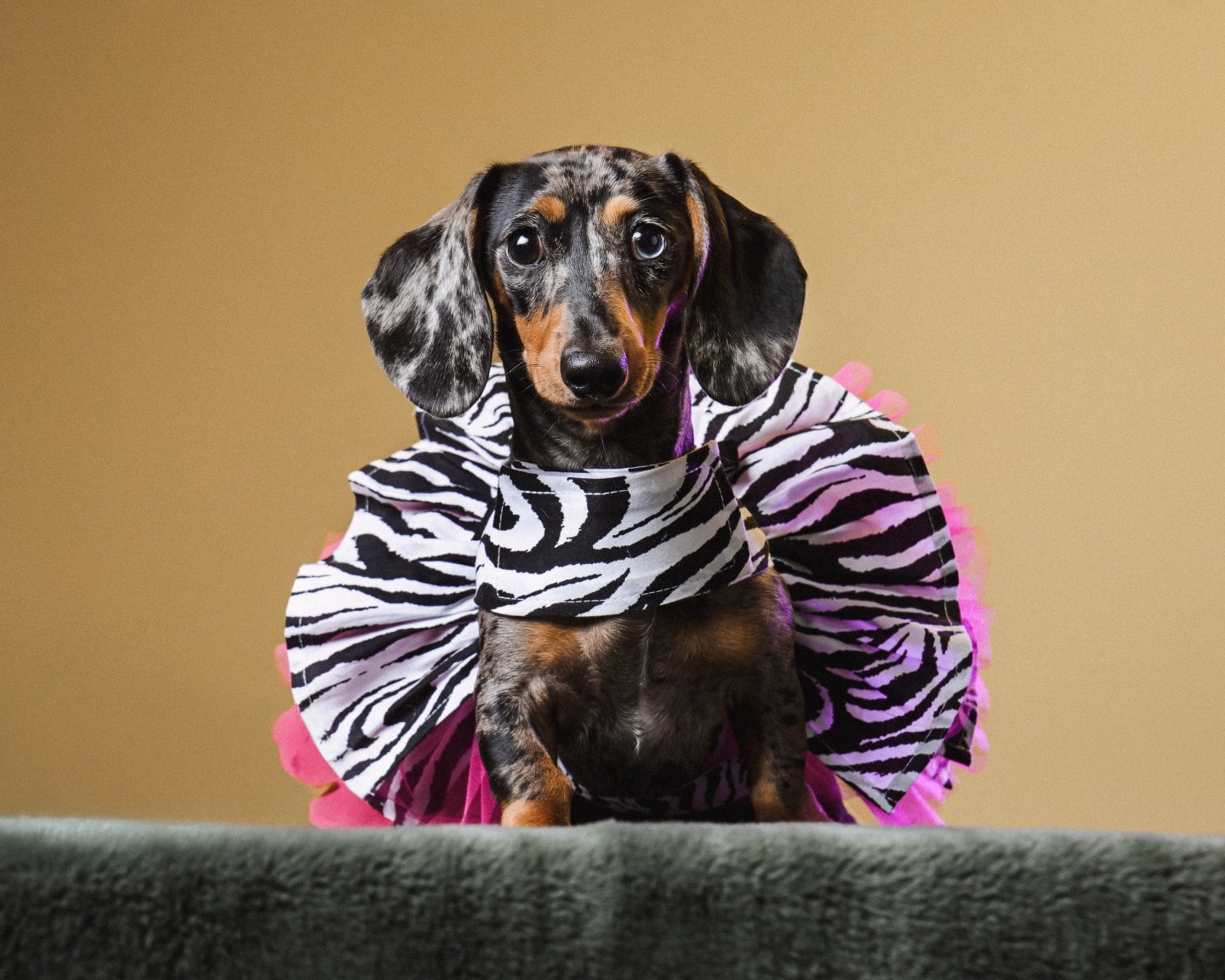 The truest form of unconditional love: the wag of a dog's tail. Cherish the moments that words cannot capture. 🐾