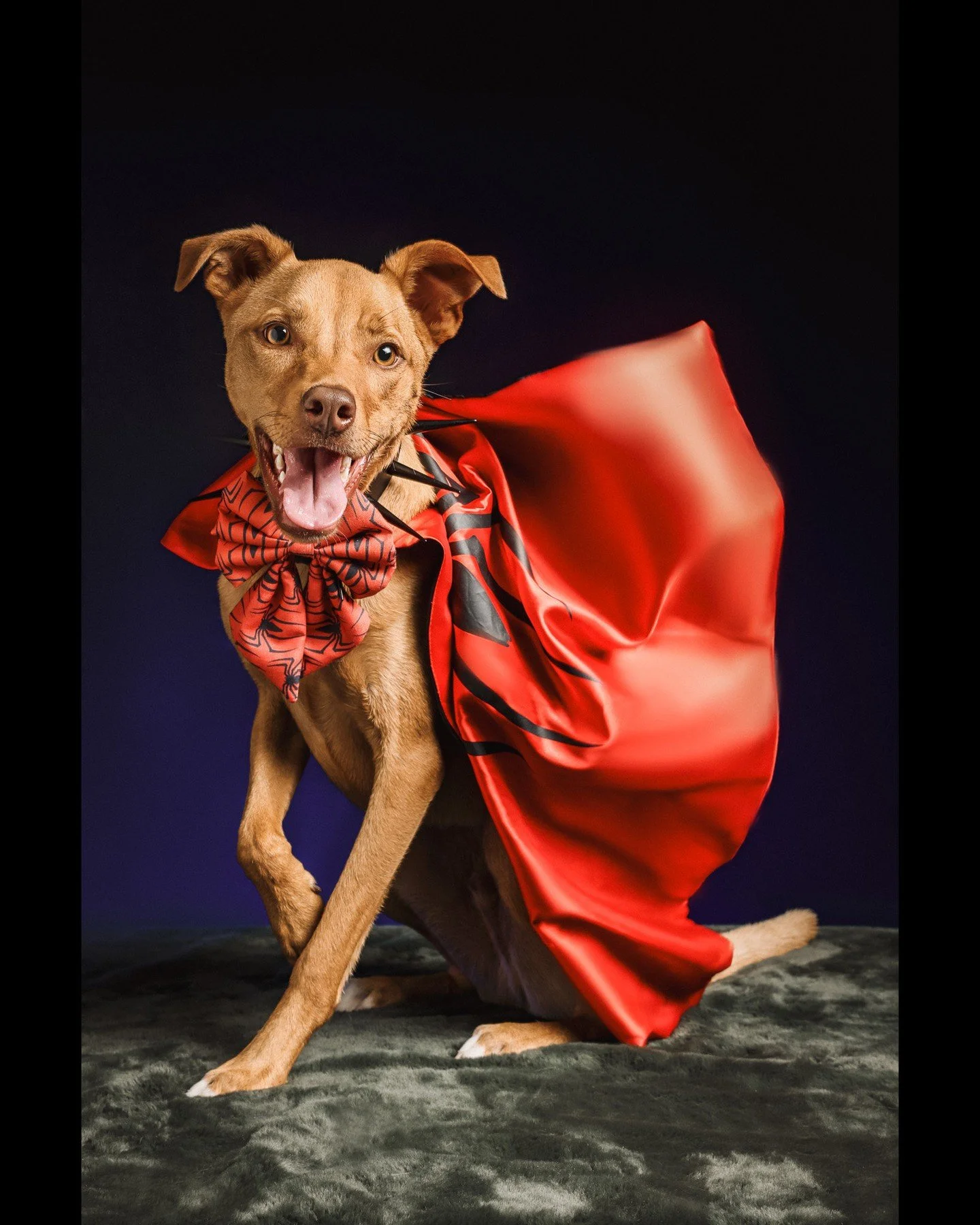 Superpowers by day, sophistication by night 🐾

Every pawfect personality deserves a photoshoot ✨
Superhero or gentleman, we&rsquo;ll make your furry friend shine!

#petphotography #dogphotography #furbabyphotoshoot
#pawfectmoments #studio1000photogr