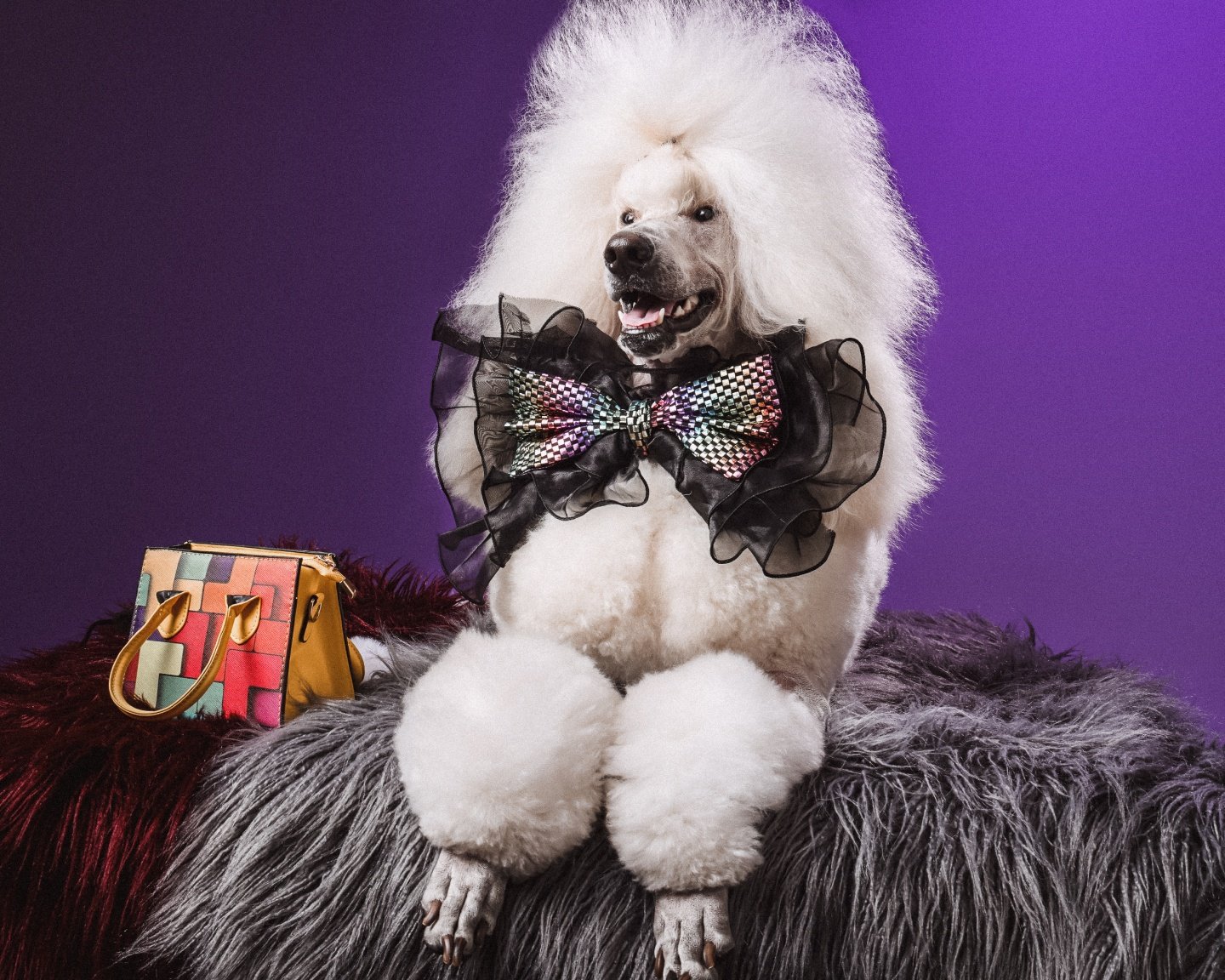 Who needs a hairbrush when your dog&rsquo;s mane is pure magic? 📸✨ This dog&rsquo;s hair game outshines us all! 

#Studio1000 #DogPhotoshoot #FurryLove #PetPhotography
#HairGoals #HeartAndSoul #MomentsCaptured