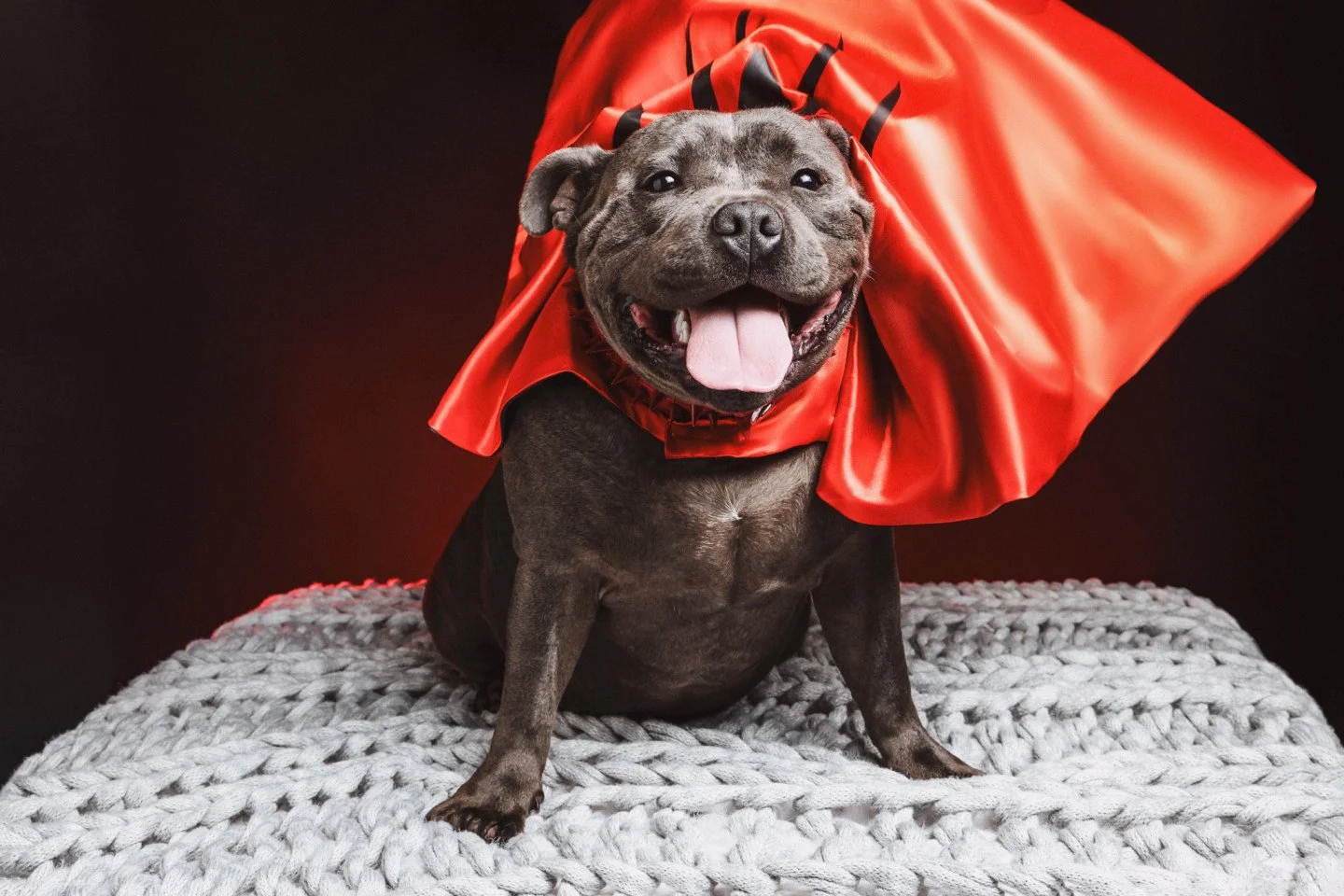 Not all heroes wear pants. Some wear capes and demand treats 🦸&zwj;♂️🐶

#SuperStaffy #DogSuperhero #StaffyLife #CapeLife  #SmilingPup