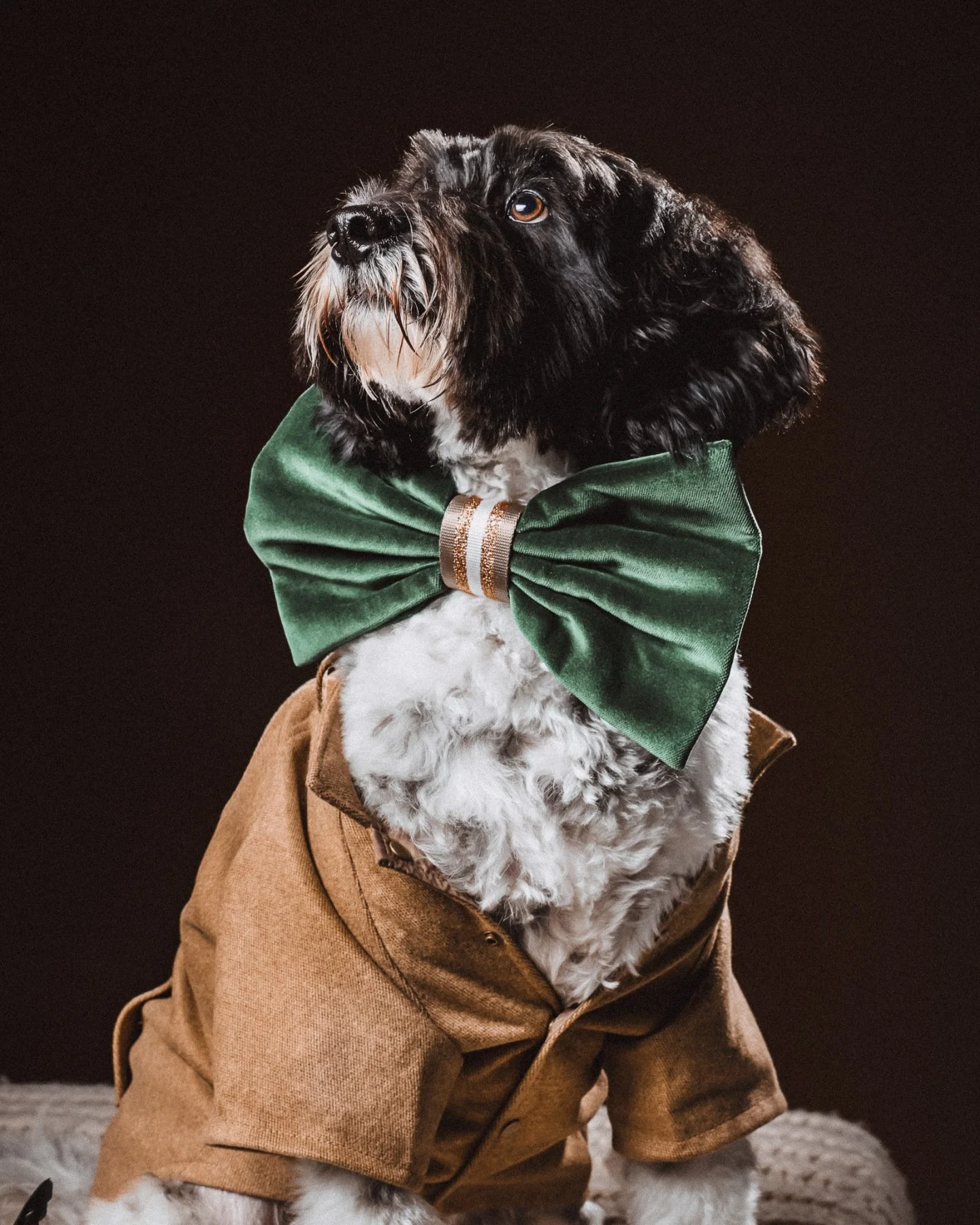 🐾 Fancy paws, fancy poses! ✨

Your fur baby deserves the spotlight, the glam, and all the treats in between. From wagging tails to proud paws, we capture every whisker-twitching, paw-some moment 🐶📸

Book a session and let your pup strut their stuf