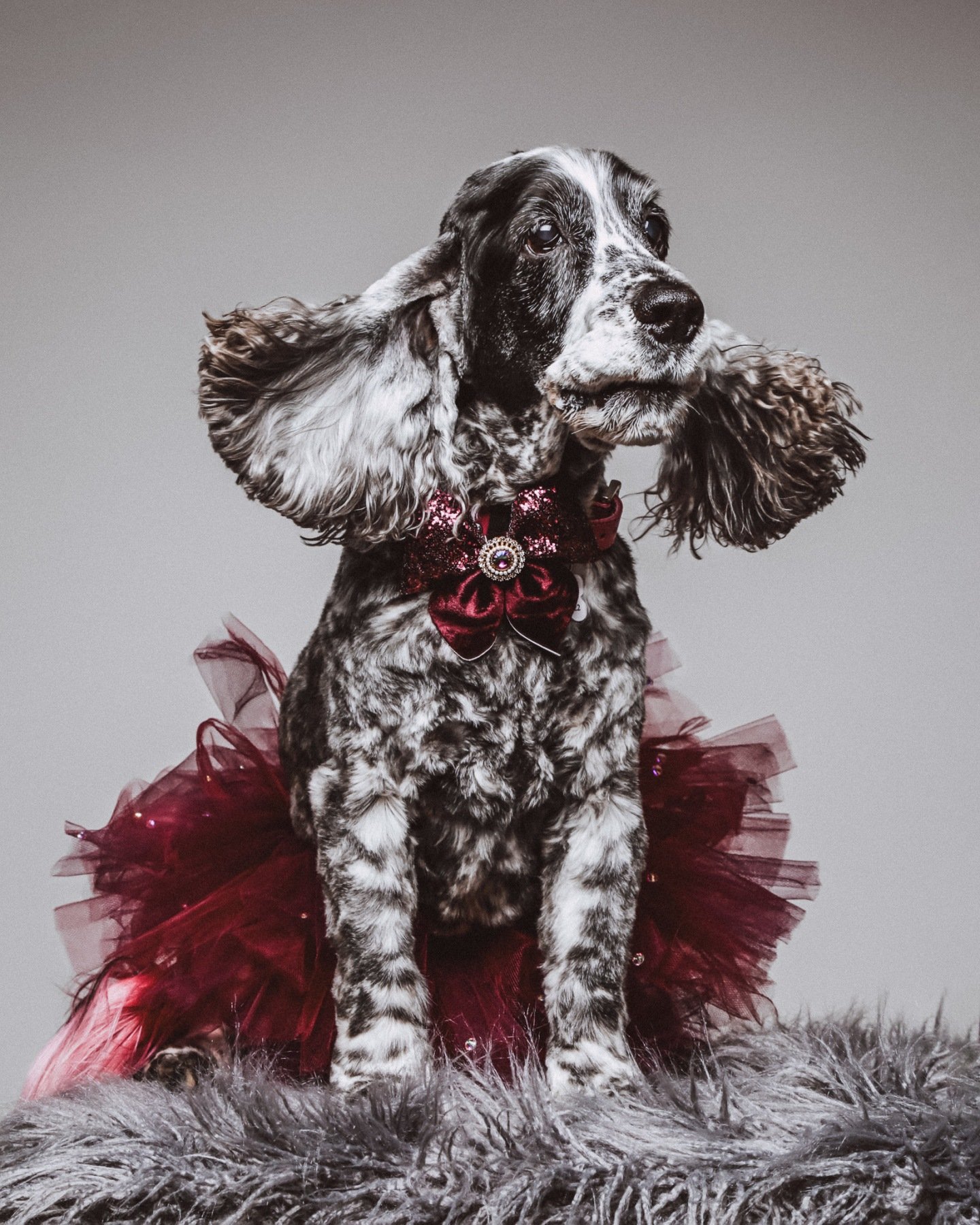 Celebrate your pet&rsquo;s beautiful nature by capturing lasting memories that bring joy every time you look at their portrait. 🎀🐾