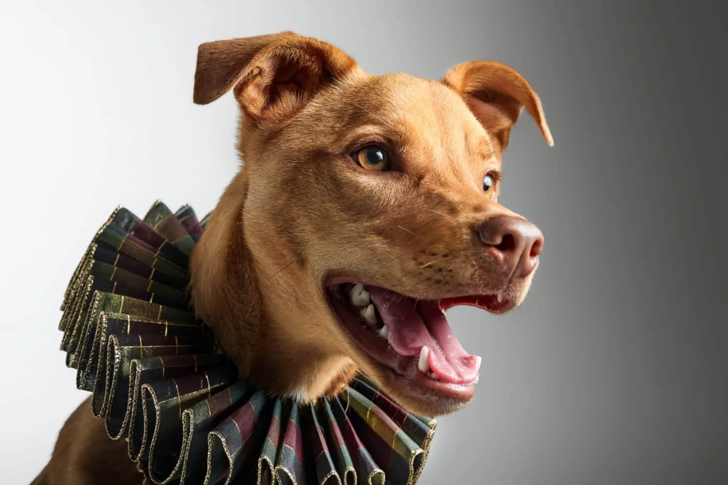 Every furry friend has a story. Let's capture that tale of love, loyalty, and endless joy together. 🐾