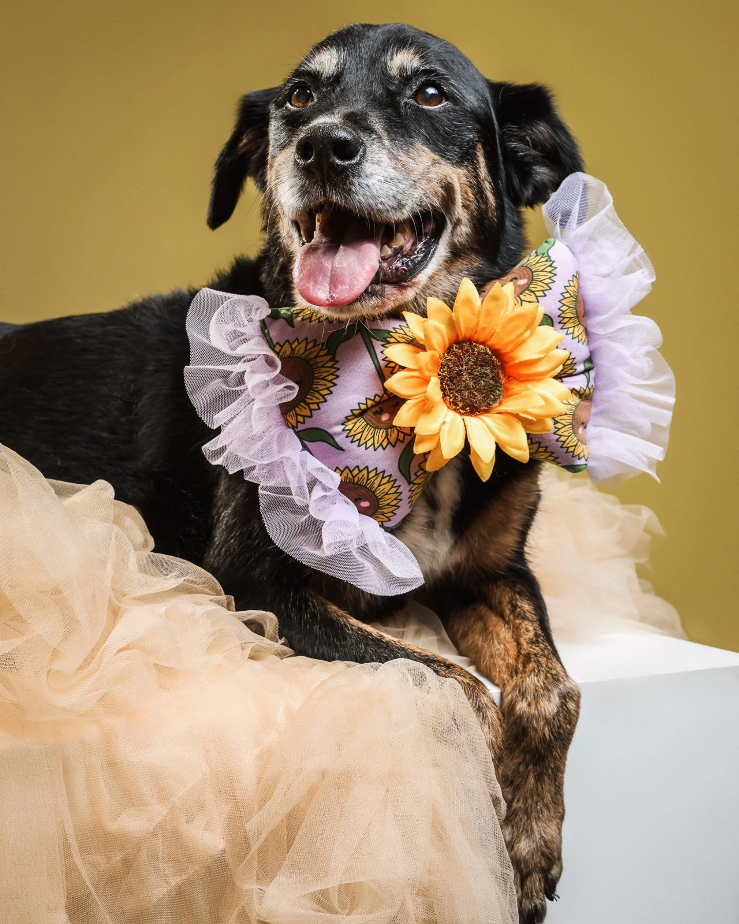 Cherish those furry moments that melt your heart. Pet photography captures more than just a look&mdash;it's a story. 🐾