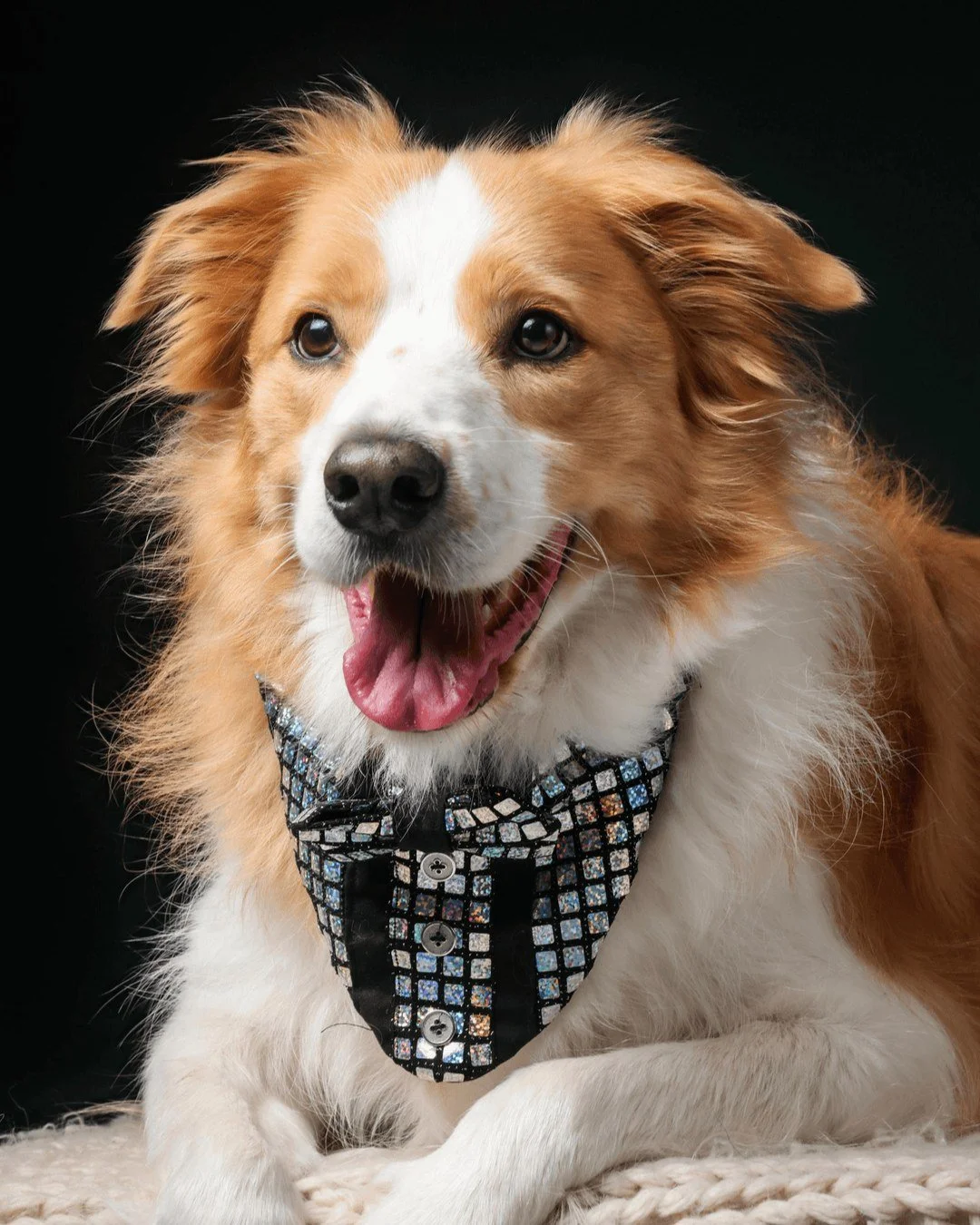 A dog's smile is proof of true happiness and loyalty. 
Our photography sessions for pets are all about celebrating these tender, joyful moments.
Let us capture your pet's essence and bring that joy into art.

#PetPhotographyPerfection #Studio1000Mome