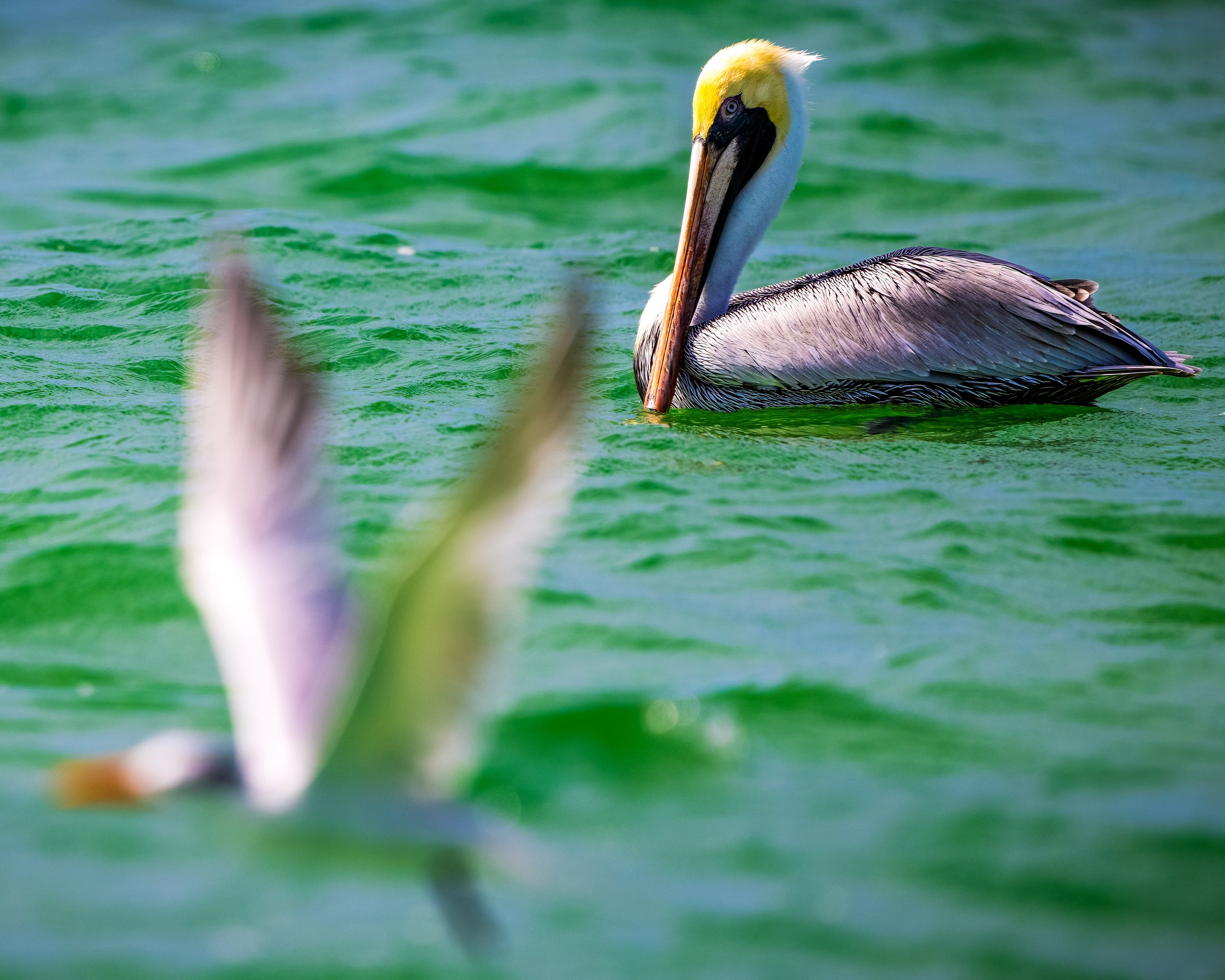 Marco Island Photo 20.JPG