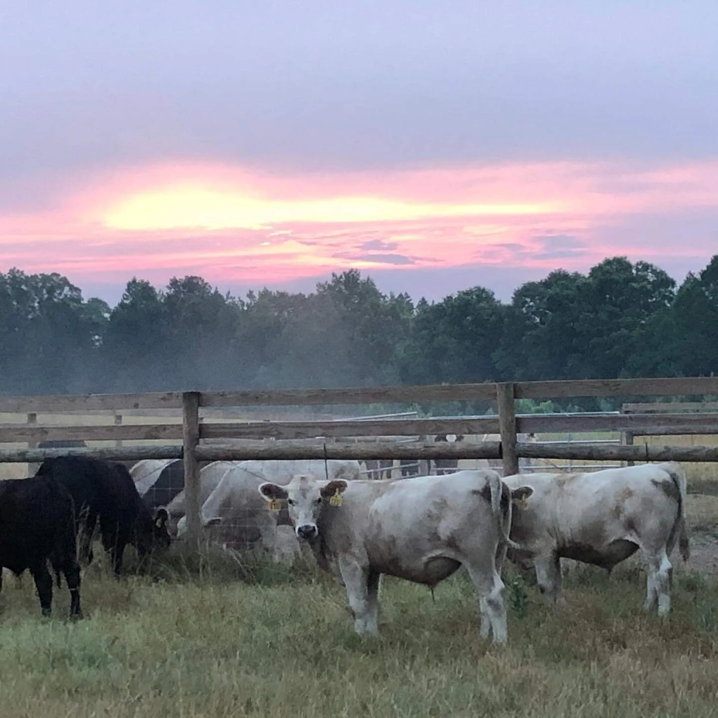 About Our Farm — Greenway Farms of