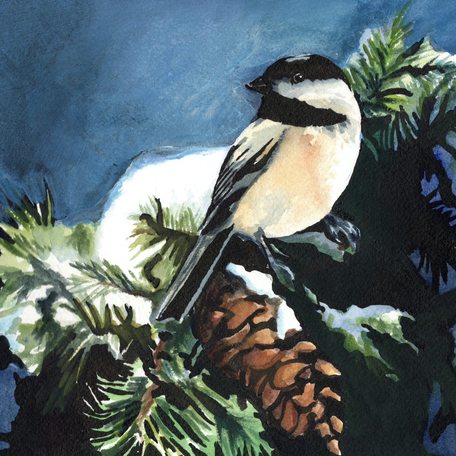 Black Capped Chickadee.jpg