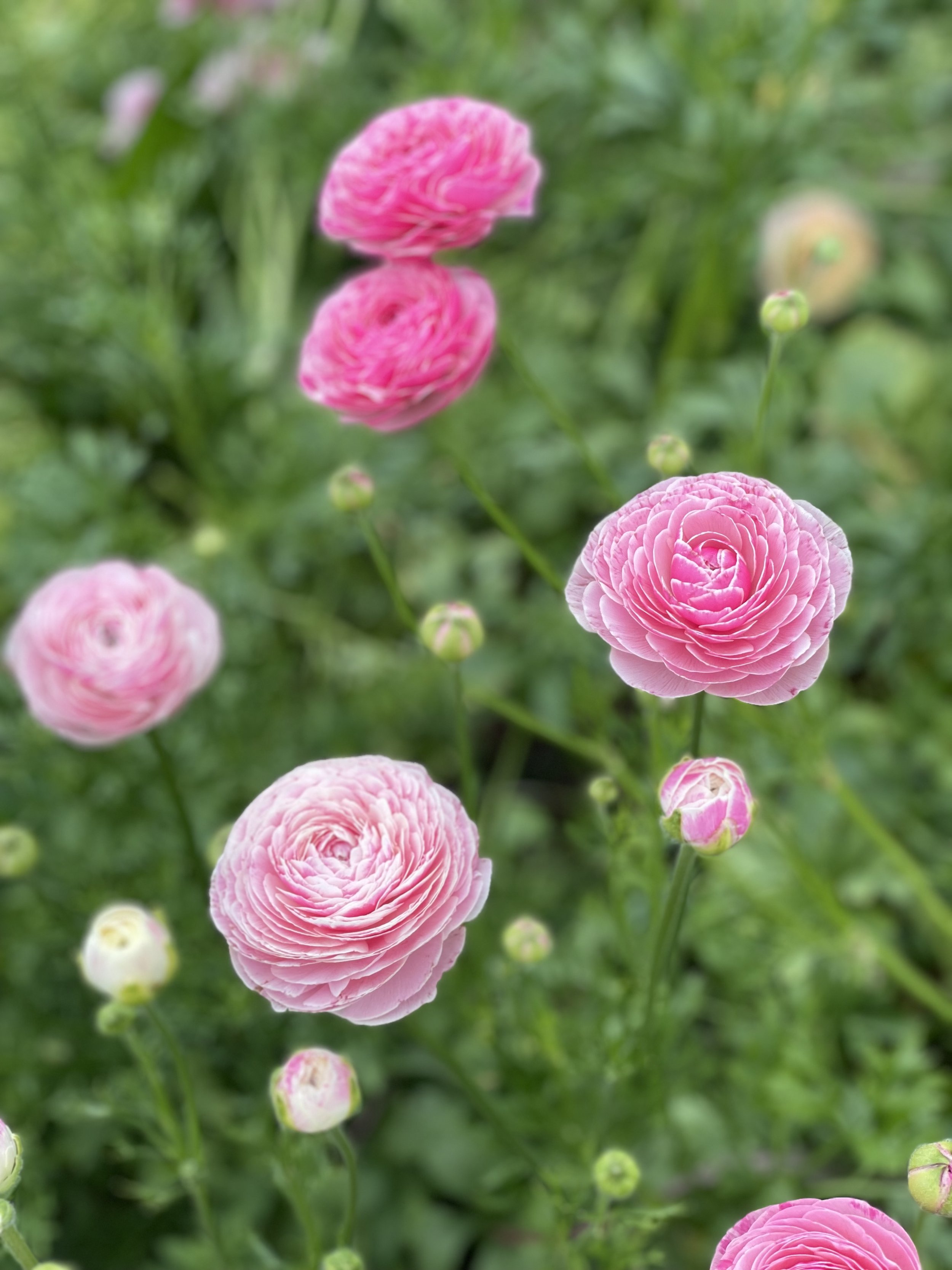 ranunculus.jpg