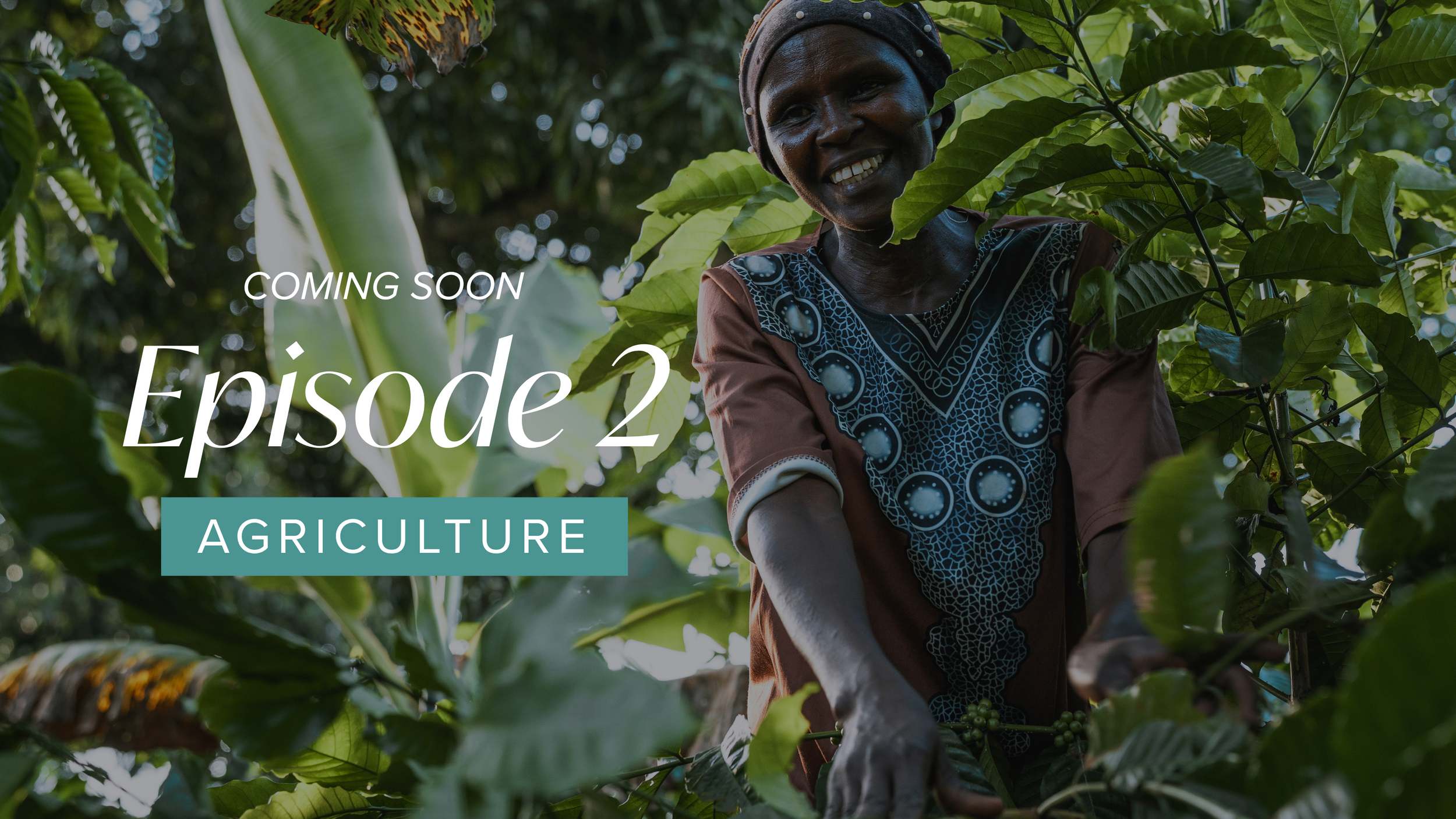 Smiling Ugandan farmer tending healthy coffee plants as part of AsOne Africa's sustainable agriculture and community empowerment initiatives