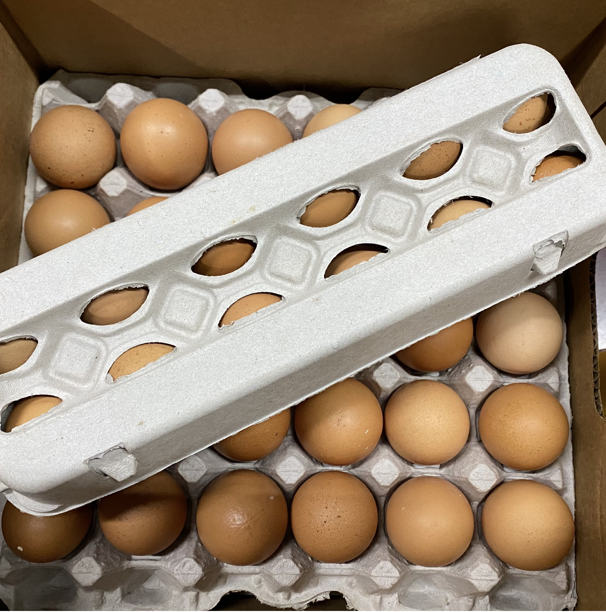 CHICKEN EGG PICTURE.png