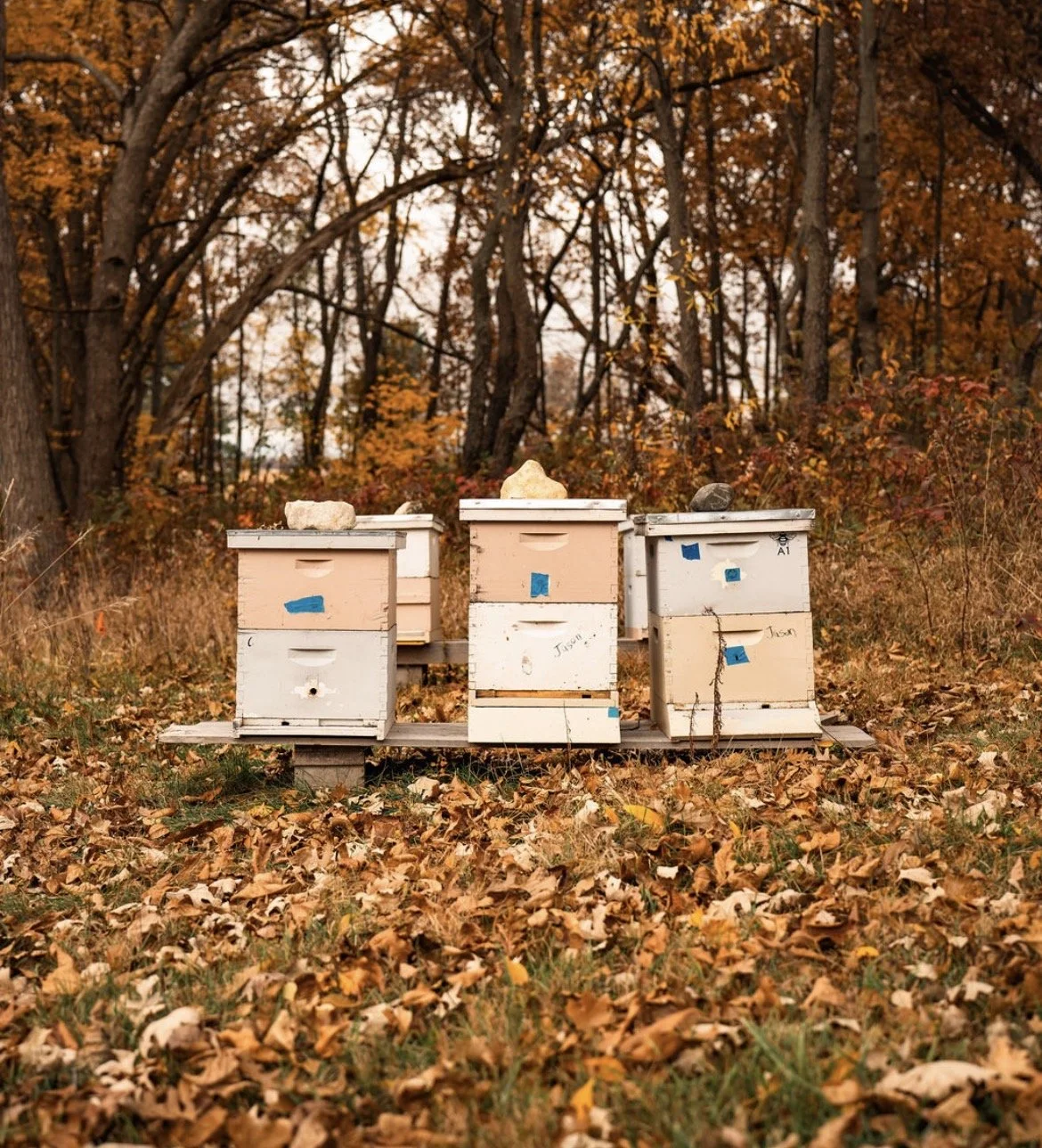 Three beehives on a wooden platform in an autumn forest with fallen leaves and colorful trees.