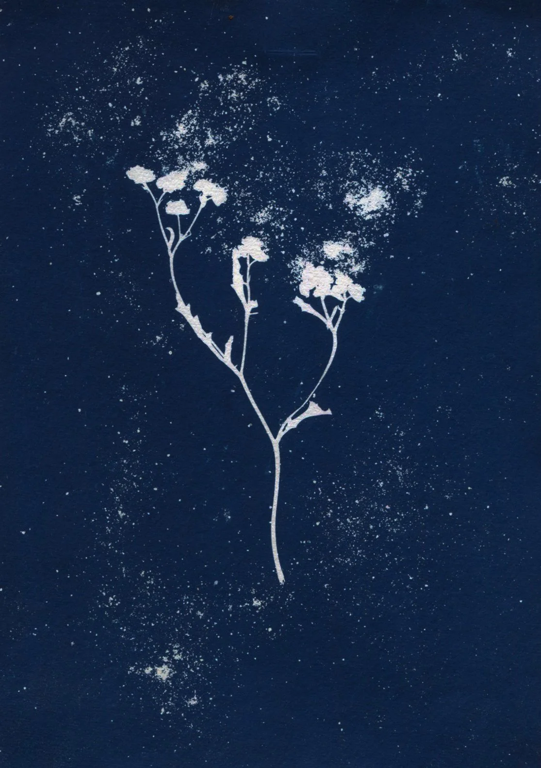 A botanical illustration of a plant with three flowering stems on a dark background, with white speckles resembling stars or snow.