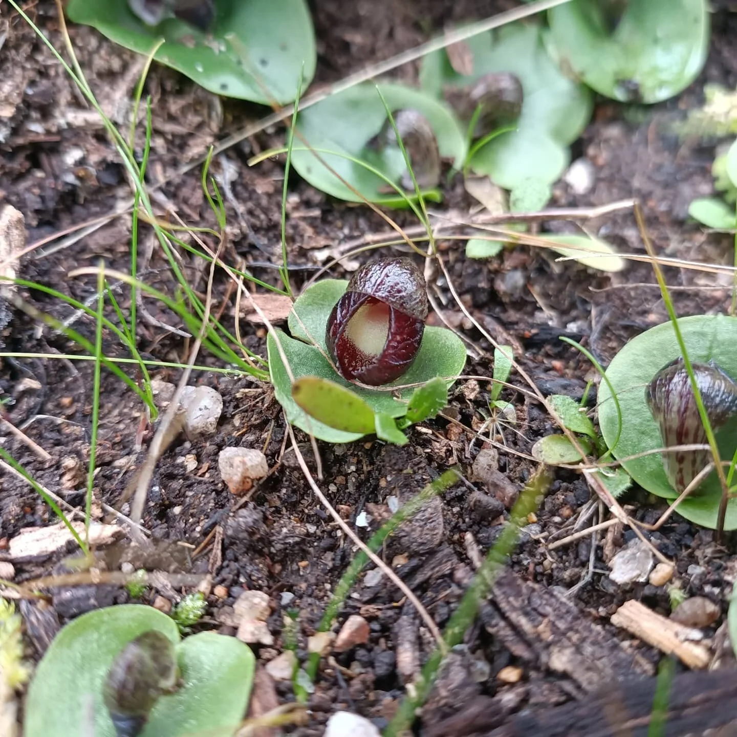 sorry if you can't go outside
here are some delights from the forest floor 

1. Bristly Helmet Orchid, bristles yet to come
2. Granite weathering
3. Poking puffball
4. @alexjrowan supping from a hillside spring
5. Artomyces Coral fungus
6. Pretty fun