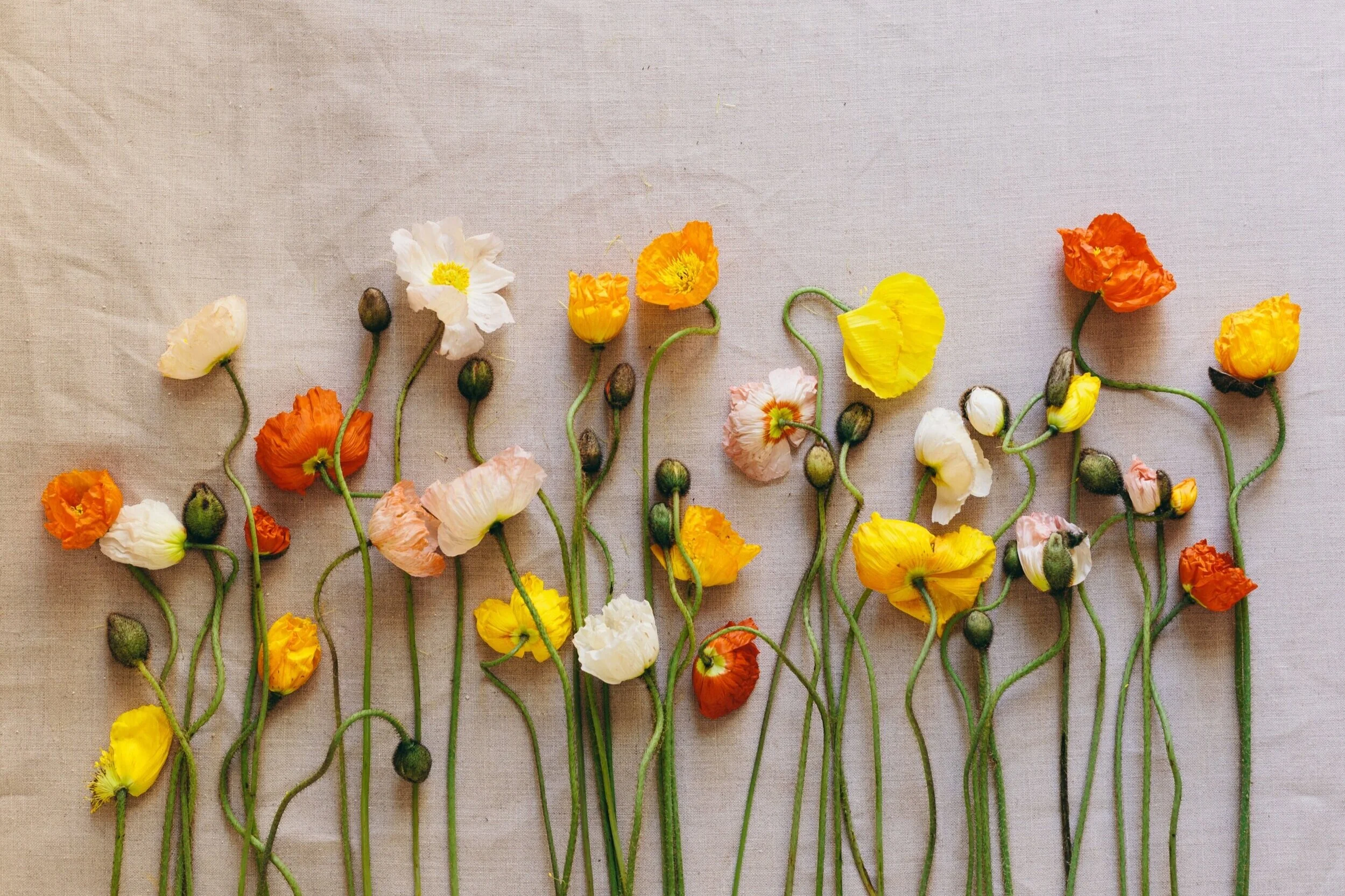Wild flowers