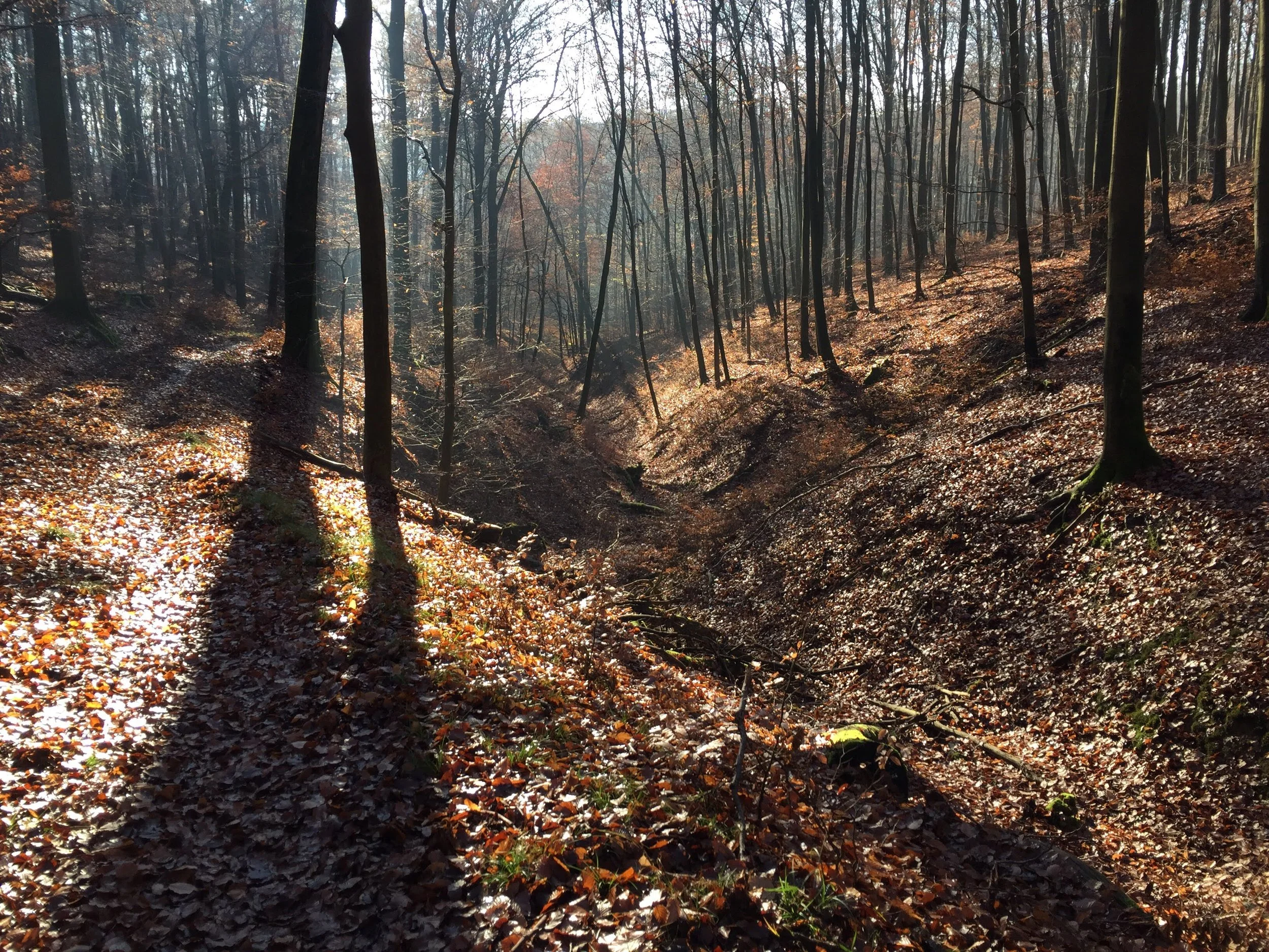 Herbstwald.jpg
