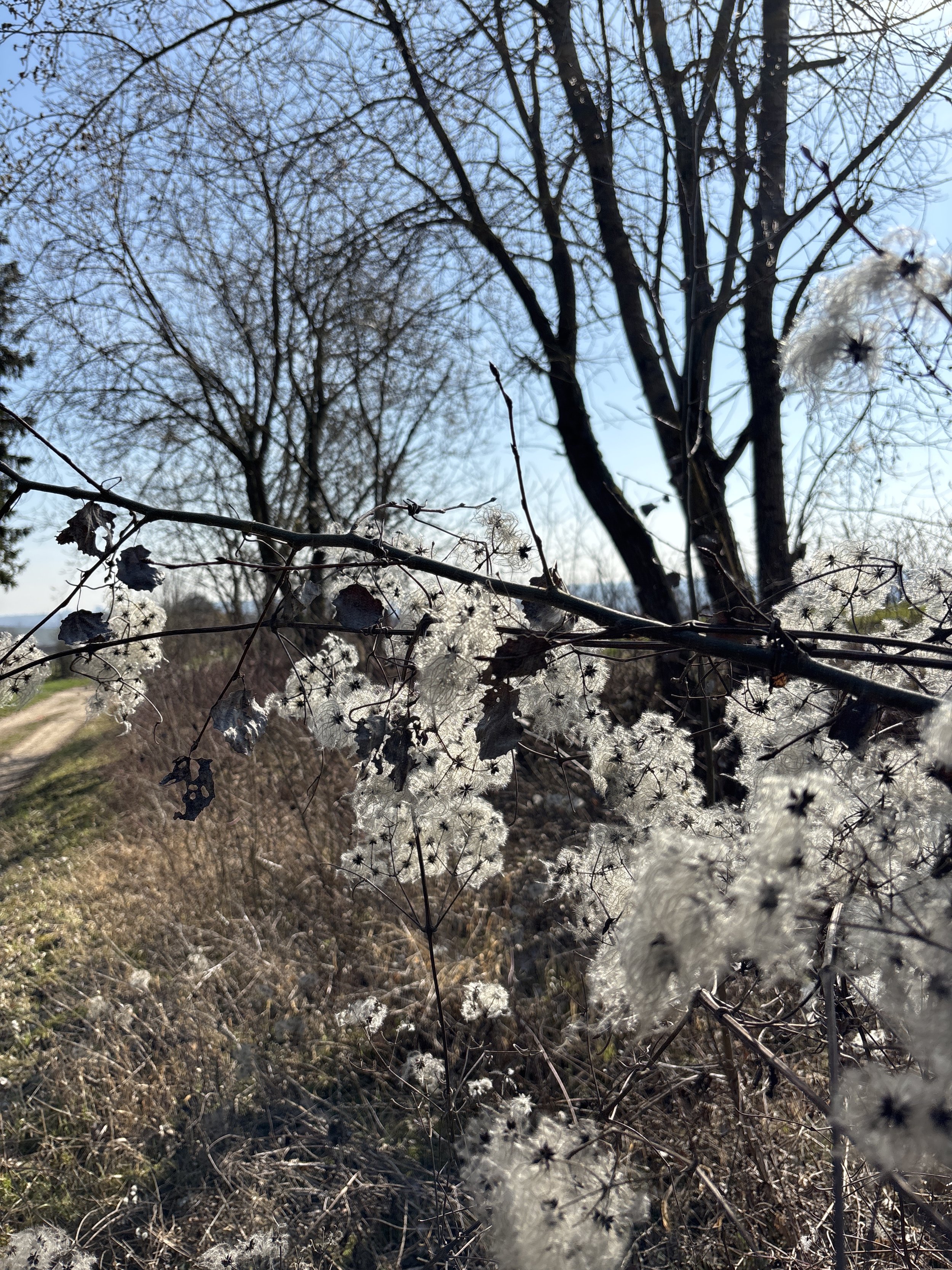 Frühjahrsspecial "Vom Vorbild inspirieren lassen" - gratis - per Zoom