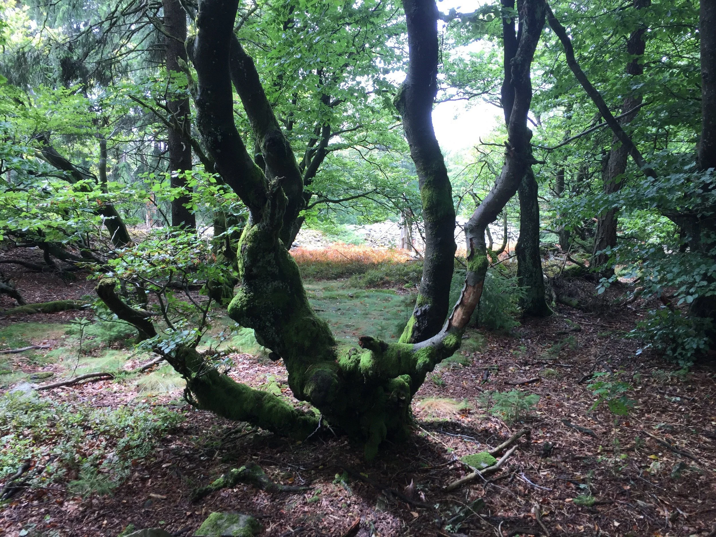 Solo-Retreat "Wald"