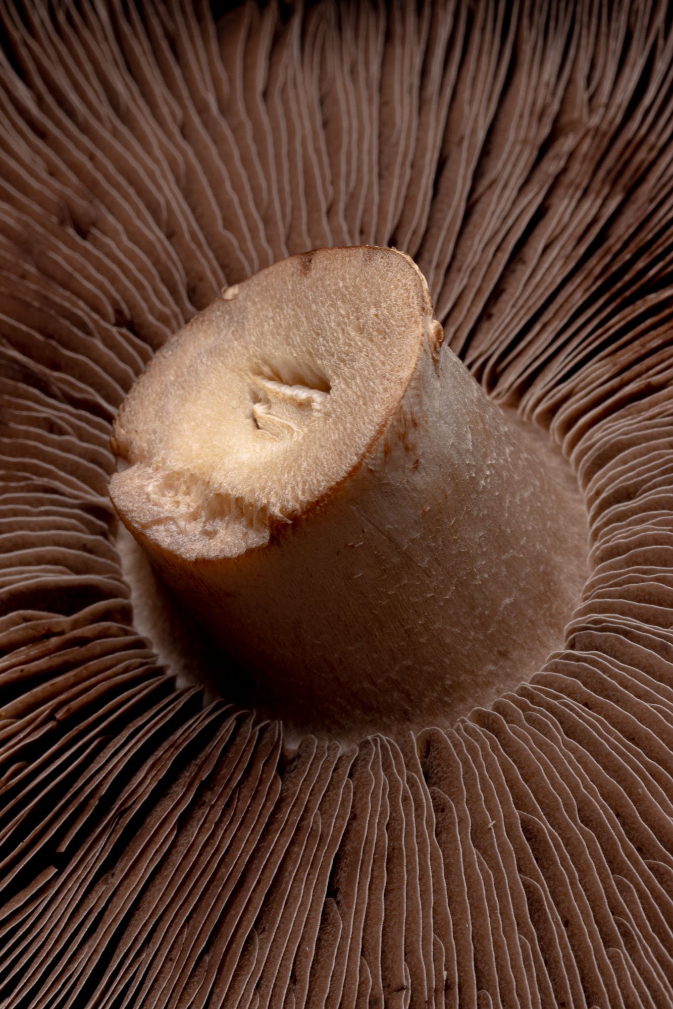 The Topography of the Raw Material: Elevating the Organic