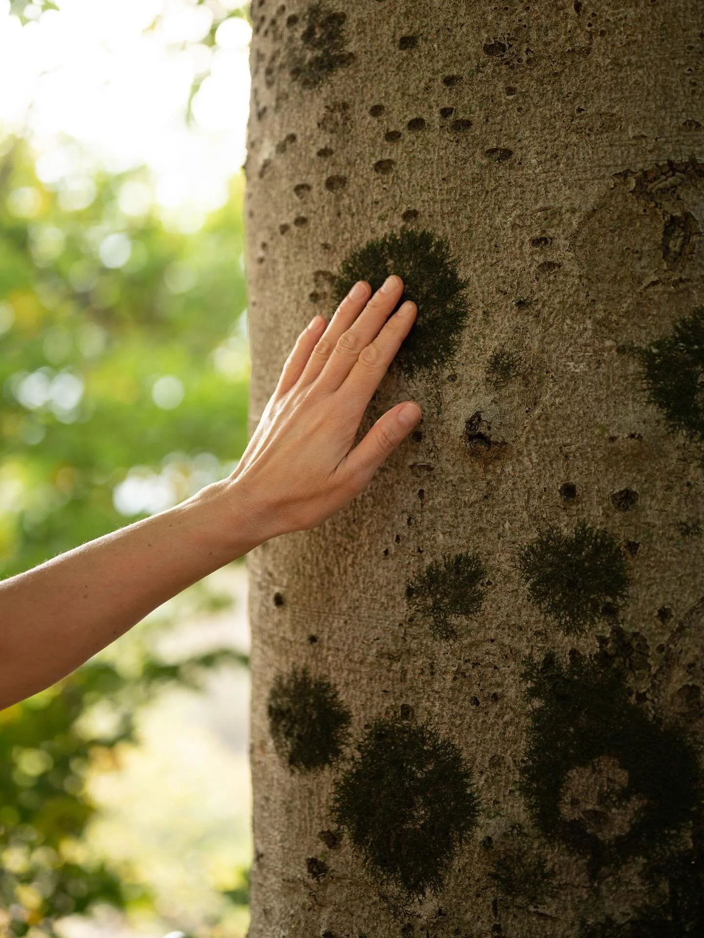 &ldquo;Come gli alberi lasciano andare le foglie, possiamo imparare a lasciare le preoccupazioni e i pensieri dalla nostra mente, ritrovare la calma.&rdquo; 🍂
Grazie Luana per questa bellissima esperienza di silenzio e presenza&hellip;🌿

#camminata