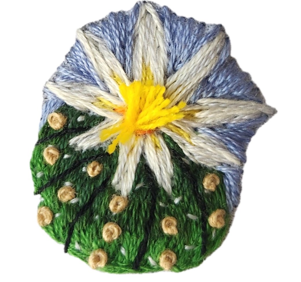 Astrophytum+Cactus.jpg
