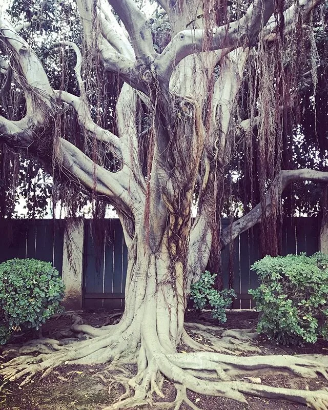 Grateful for the complexity in beauty.