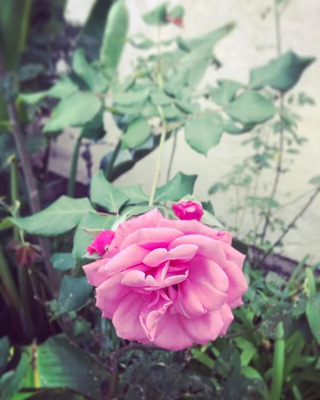 Grateful for the rose in gloom. Rest in Peace &amp; Happy Birthday to you Aunt Peggy. I love you. ❤️12-3-41 to 12-3-19❤️