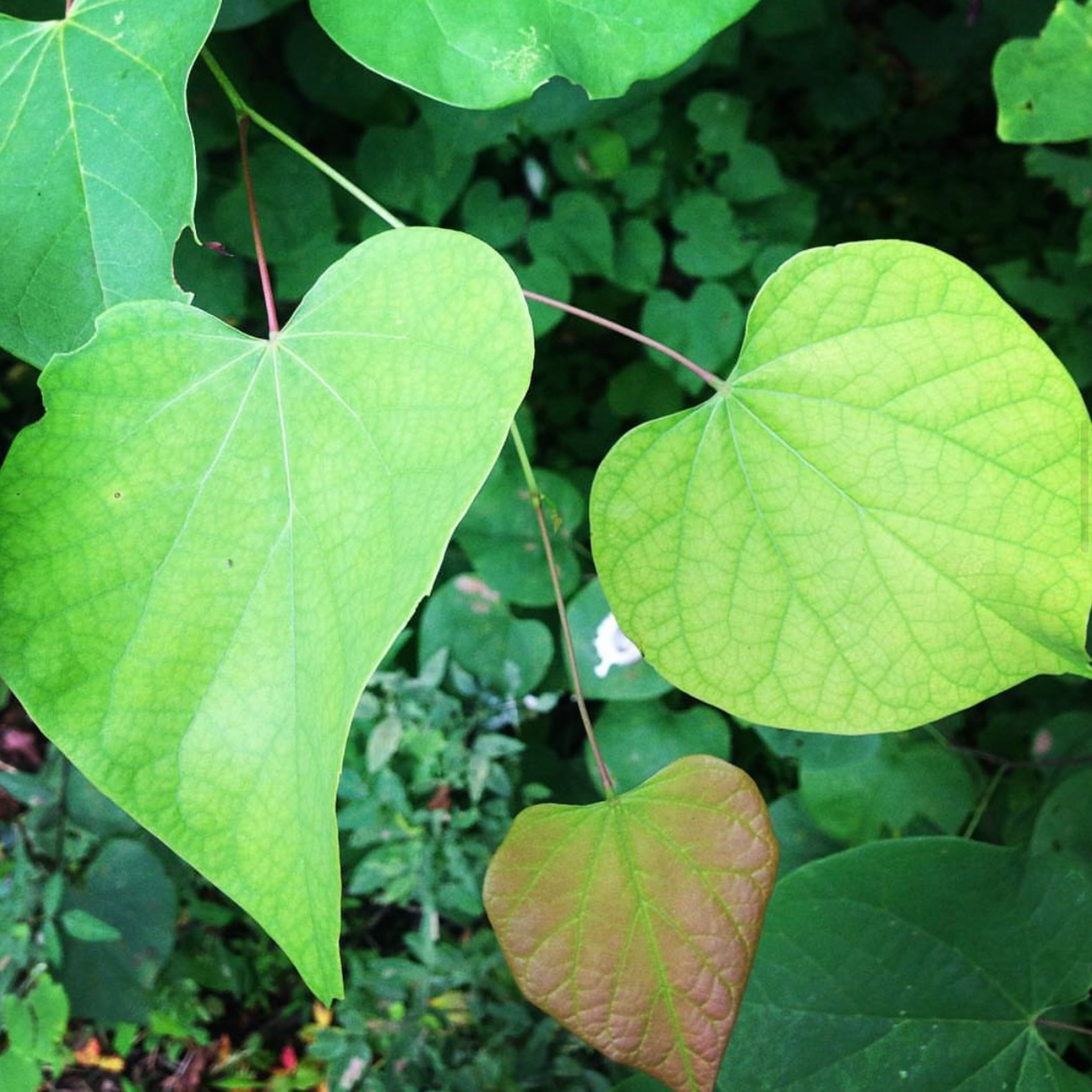 Michele Terry Writer of mterrywrites-2.jpg