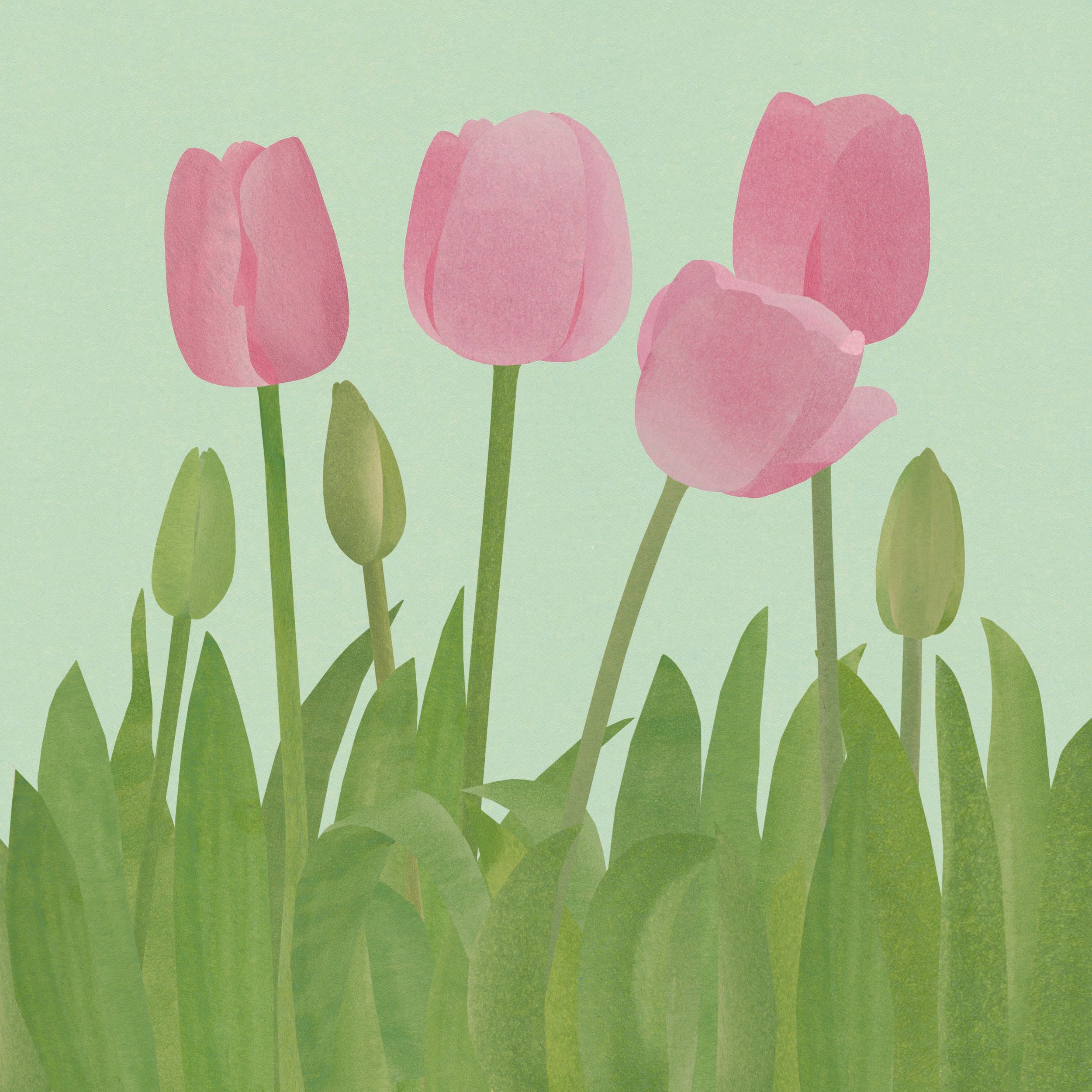 Francesca Chalk Tulips.jpg