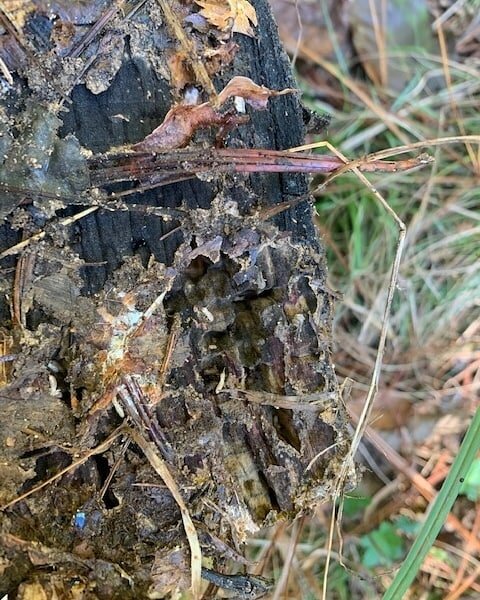 Early morning termites!&nbsp;

#termites #calvertexterminators #exterminator #exterminators #exterminatorsofinstagram #pestcontrol #pestcontrolservice #locallyowned #marylandlocalbusiness #veteranowned #maryland #calvertcounty #princefrederick #washi