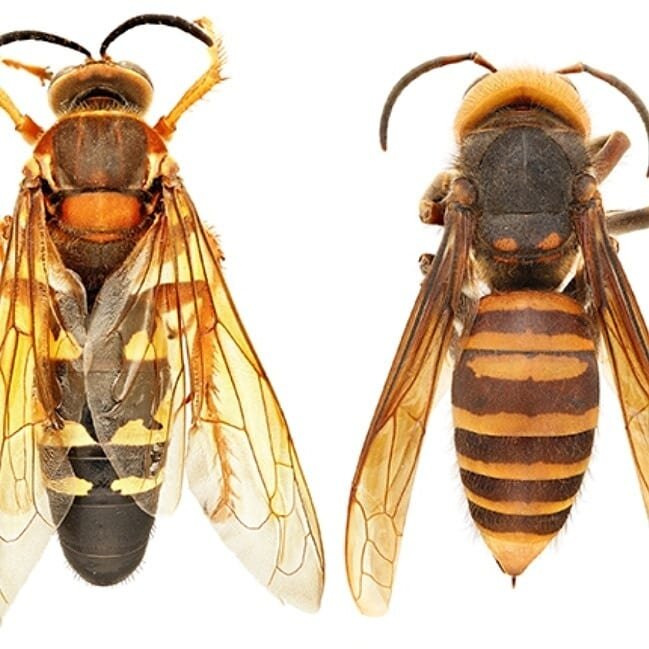 We&rsquo;re getting calls about Asian Giant Hornets (pictured right), but our customers are actually seeing Eastern Cicada Killers (pictured left). The adults of both species are very large, ranging in size from 1.5 to 2 inches in length. Eastern cic
