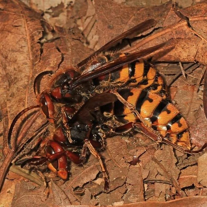 Think you saw a &quot;Murder Hornet&quot; in our area? Think again!

The European Hornet resembles the Asian Giant Hornet in many ways, and&nbsp; loves to prey on the native honeybees. If you notice one of these large night-flying hornets, give us a 