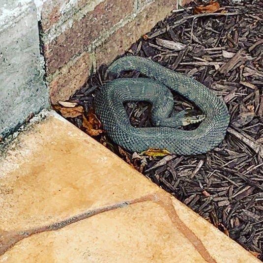 Just because it's close to winter doesn't mean there aren't snakes.

Grey water snake found around horizon on the bay in Chesapeake Beach. 

#snakecatcher #snakesofmaryland #themoreyouknow #exterminateandeducate #calvertexterminators #exterminator #e
