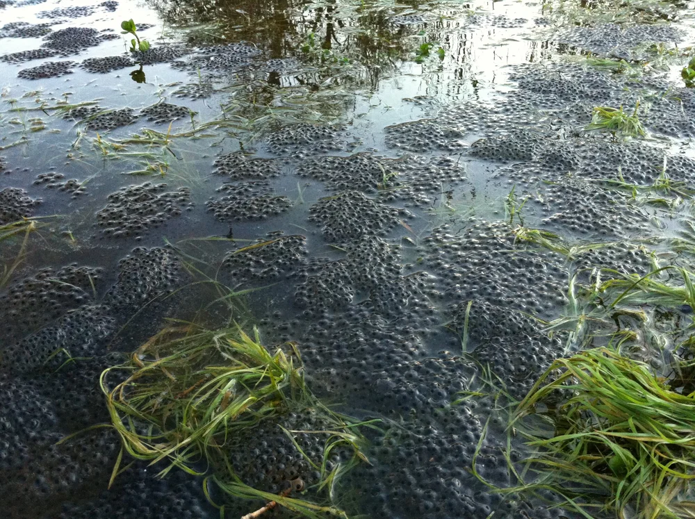 New Life in the Wildlife Pond( D.Whyte).JPG
