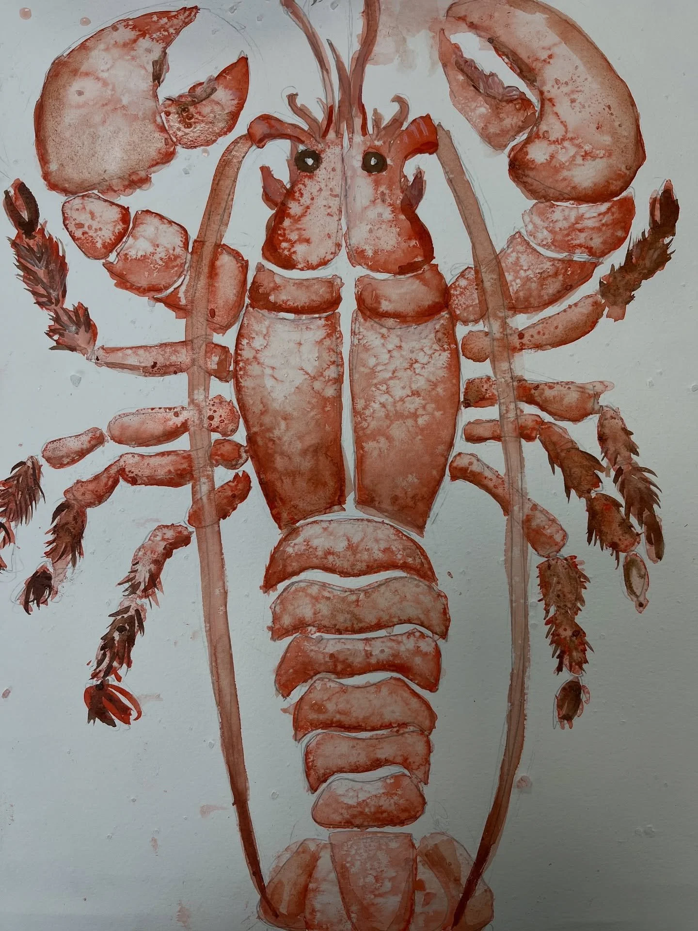 The most incredible lobsters were created by our after school artists this week. Honestly our socks were well and truly blown off by the brilliance of our young artists. Just look at wonderful differences in all of these amazing lobsters. They all ha