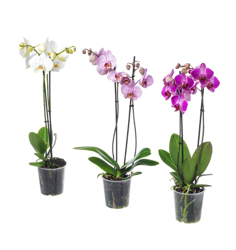 orchid.png