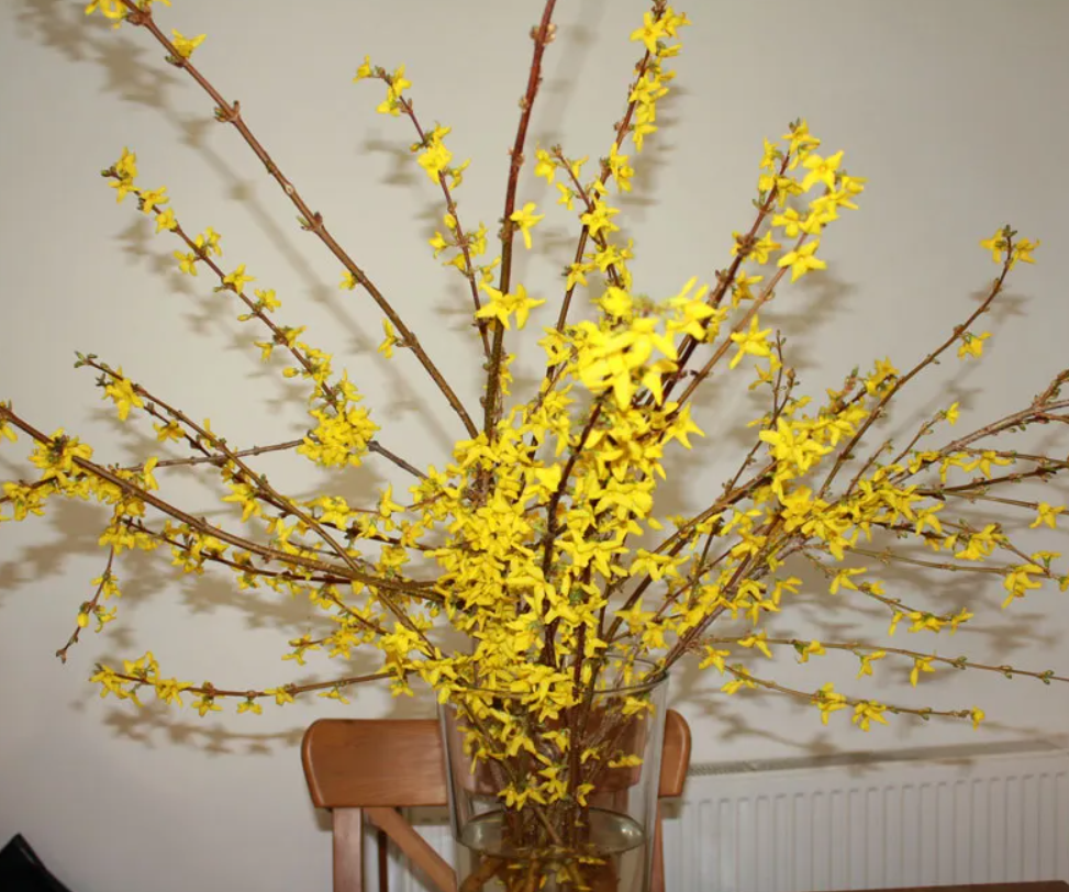 Fresh Forsythia Bunch